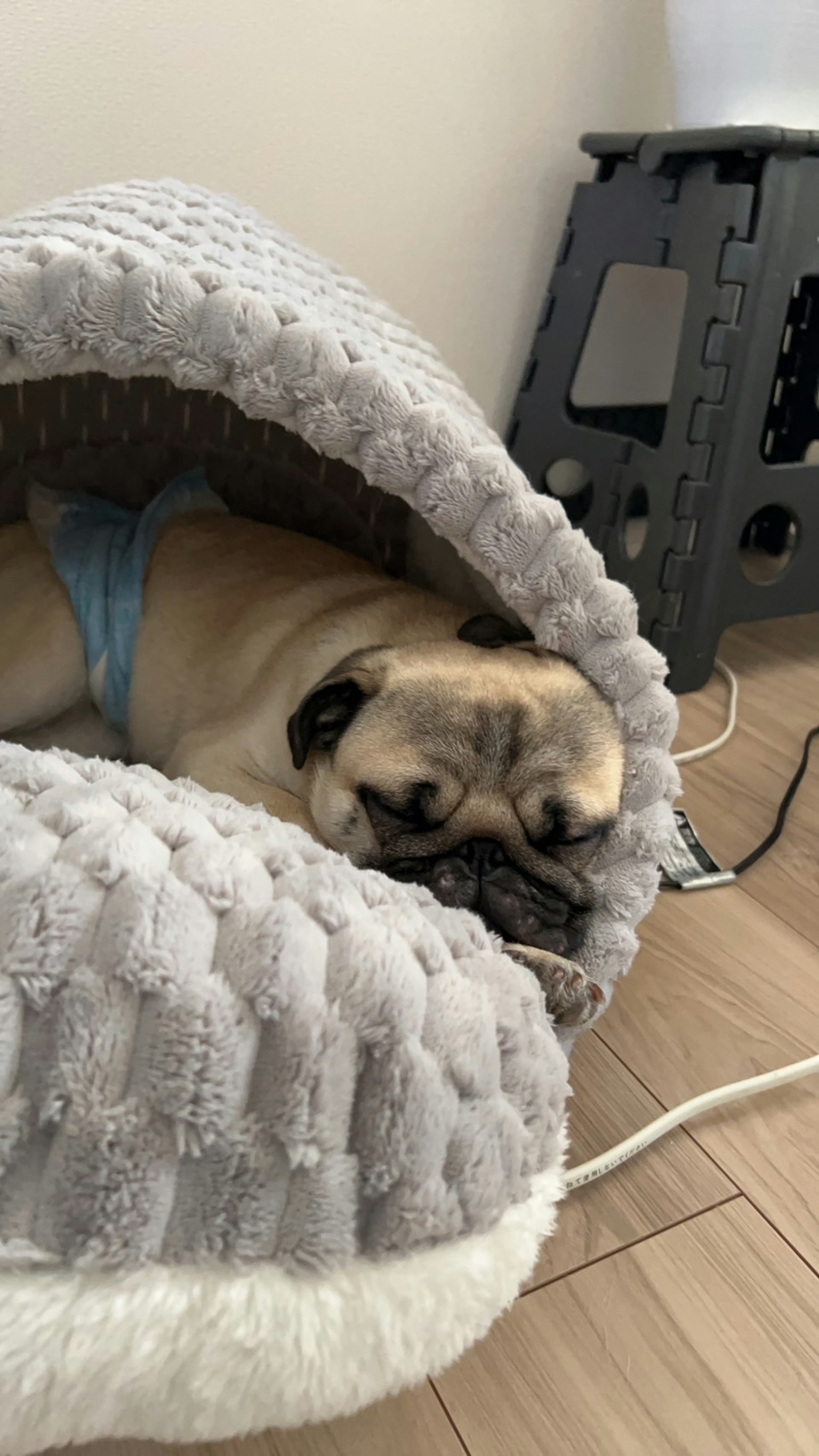 Pug che dorme in un letto per cani grigio