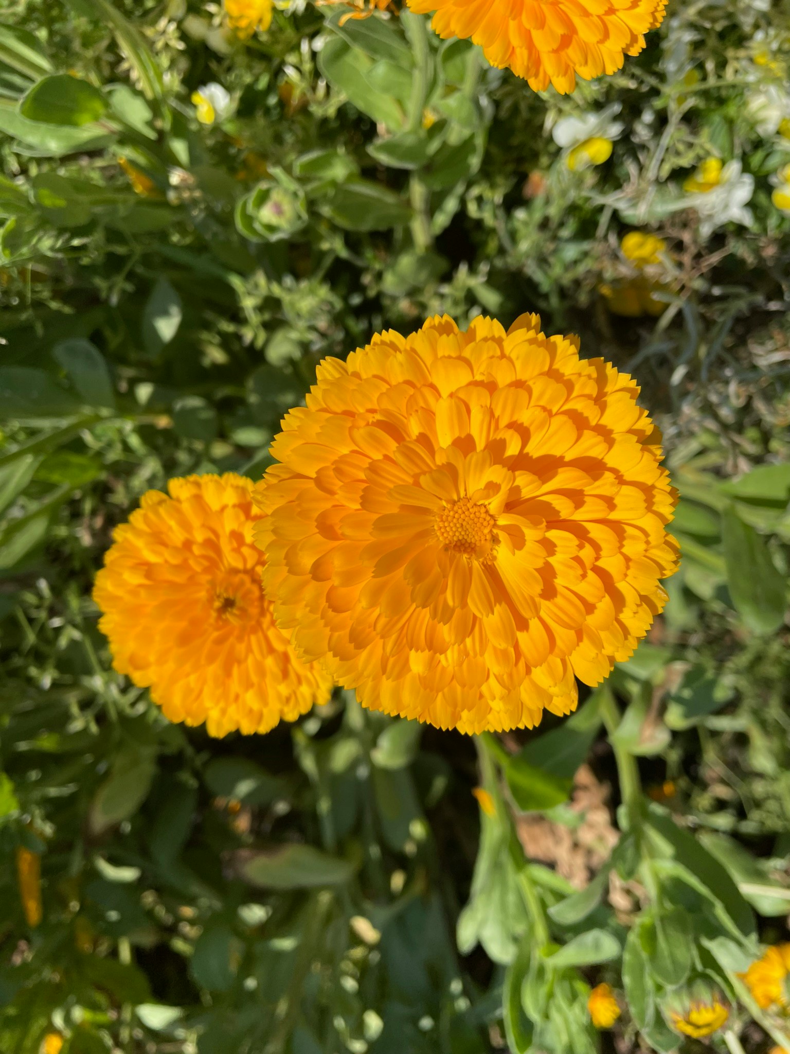 Vibrant yellow flowers blooming in a garden setting