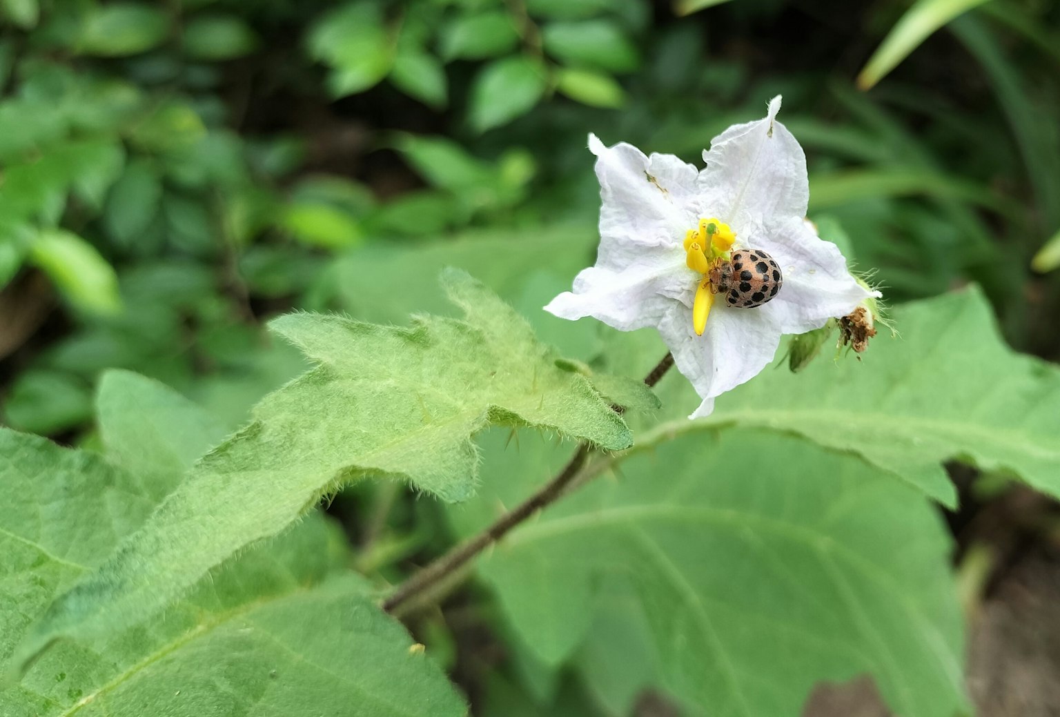 一朵白色花朵和绿色叶子上有一只小昆虫