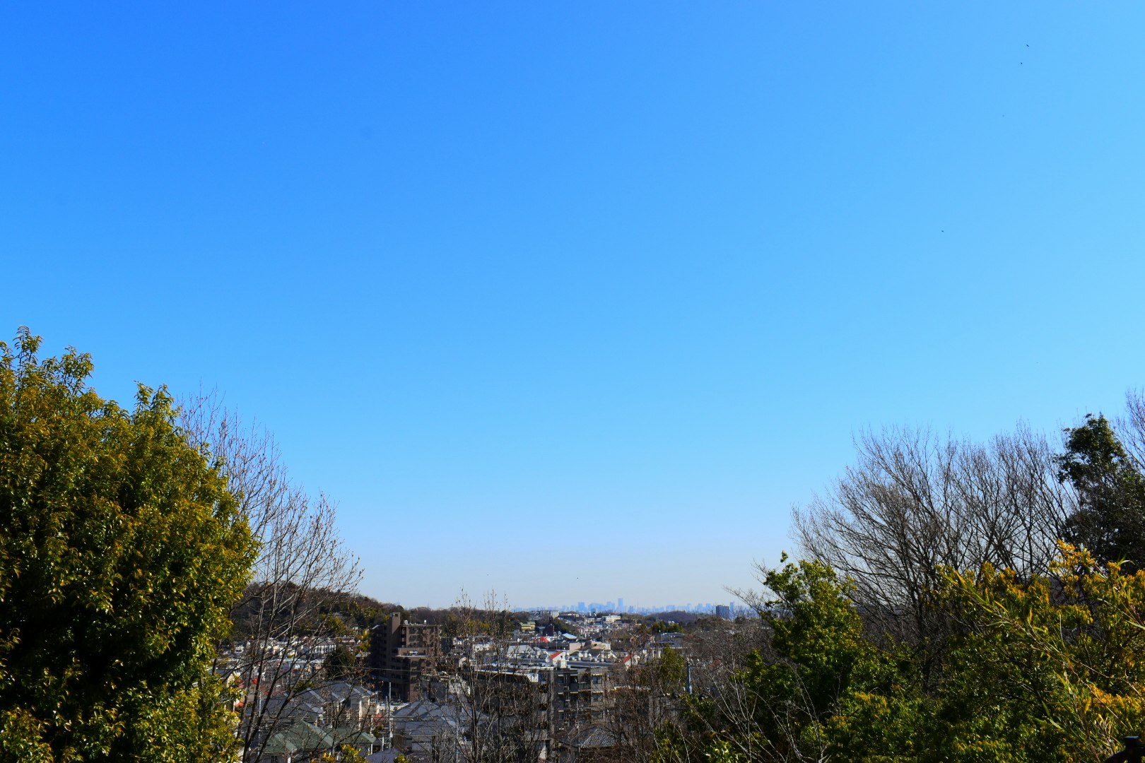 晴朗藍天下，樹木背後延伸的街景