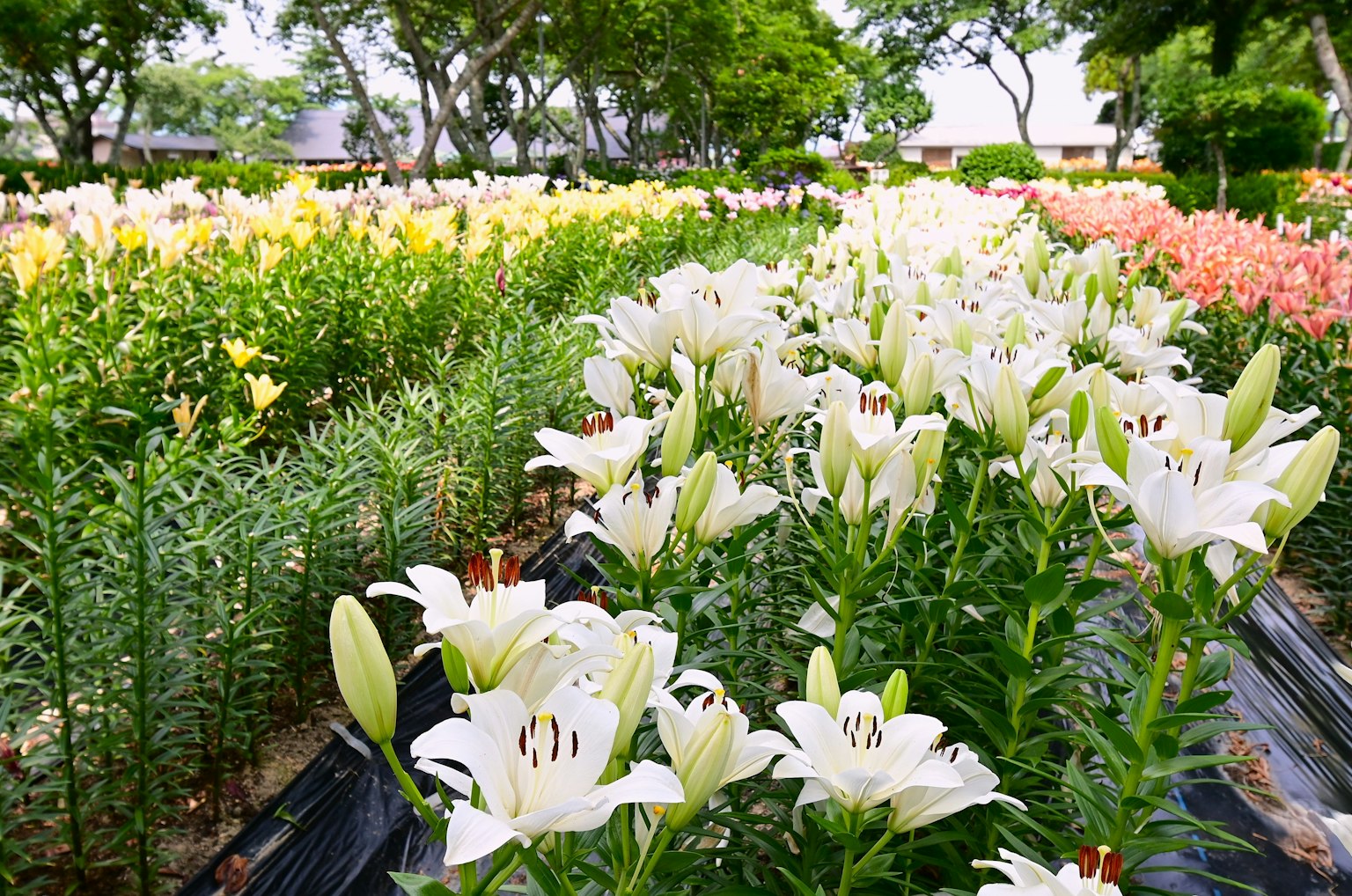 白いユリの花が咲く庭園の風景 色とりどりの花が並ぶ美しい風景