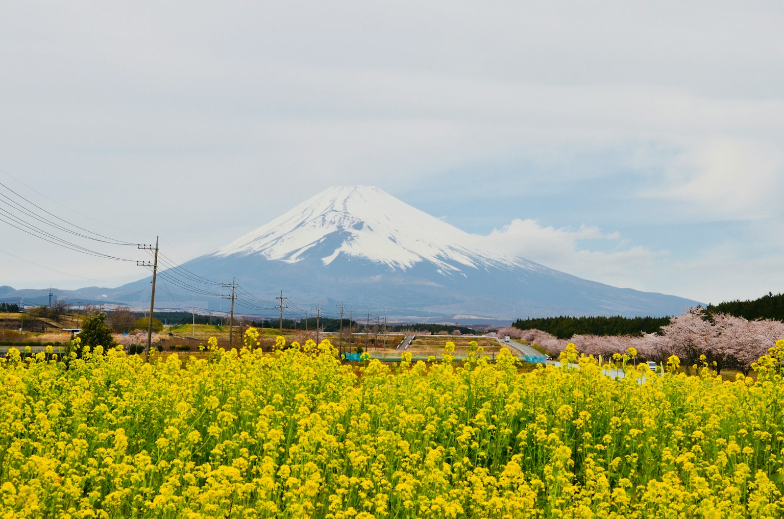 Vue pittoresque du mont Fuji avec un champ de fleurs de colza jaunes