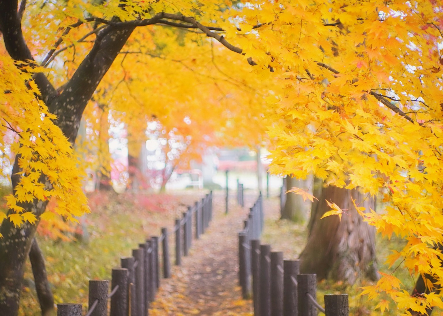 Malerischer Herbstweg gesäumt von lebhaften gelben Blättern und Bäumen