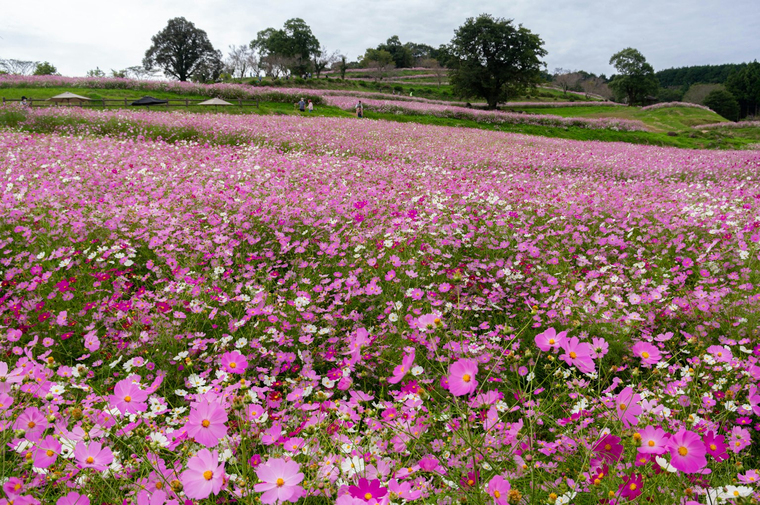 Champ de cosmos vaste avec des arbres verts en arrière-plan