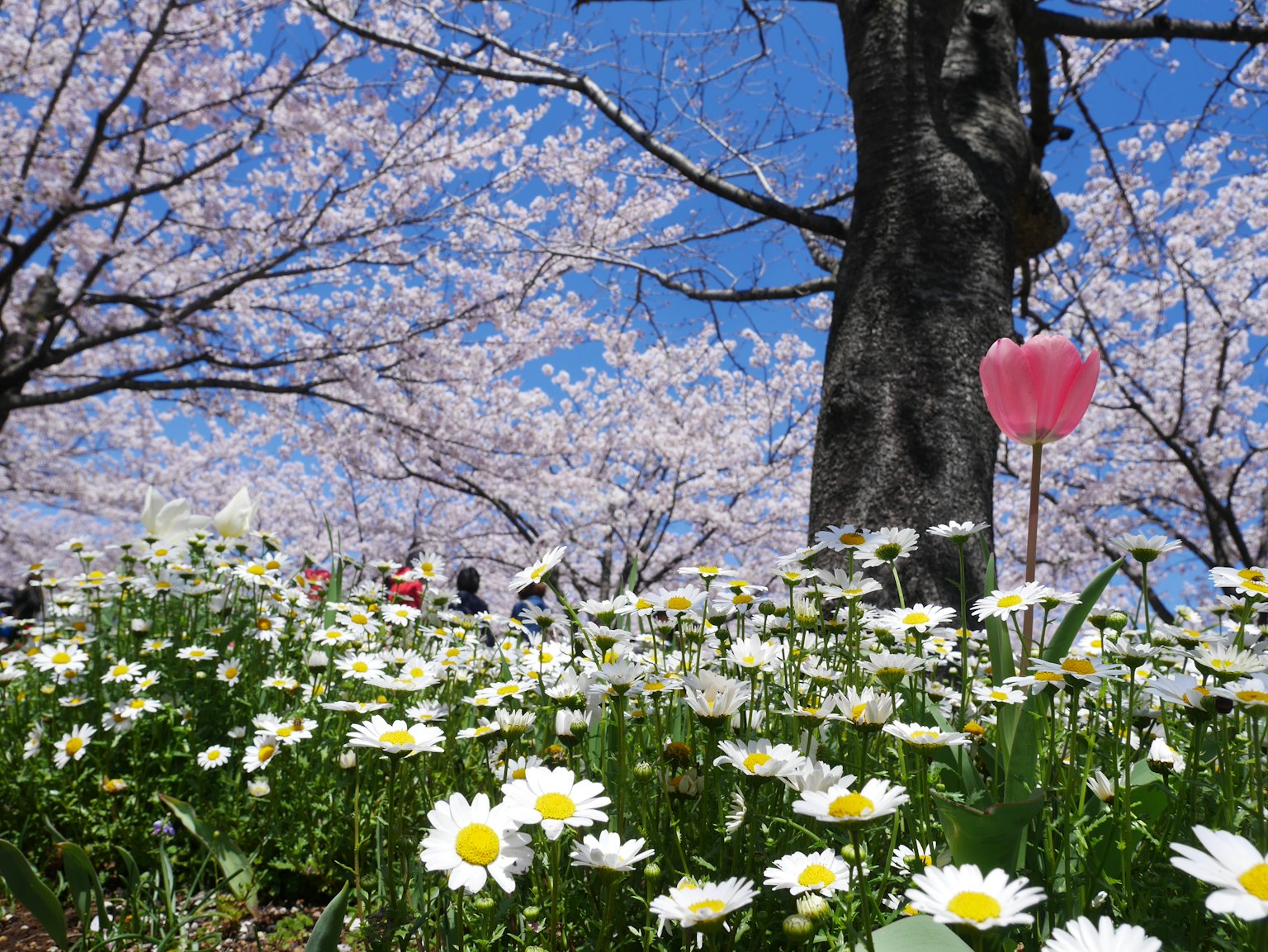Pemandangan dengan bunga daisy putih mekar dan pohon sakura di bawah langit biru