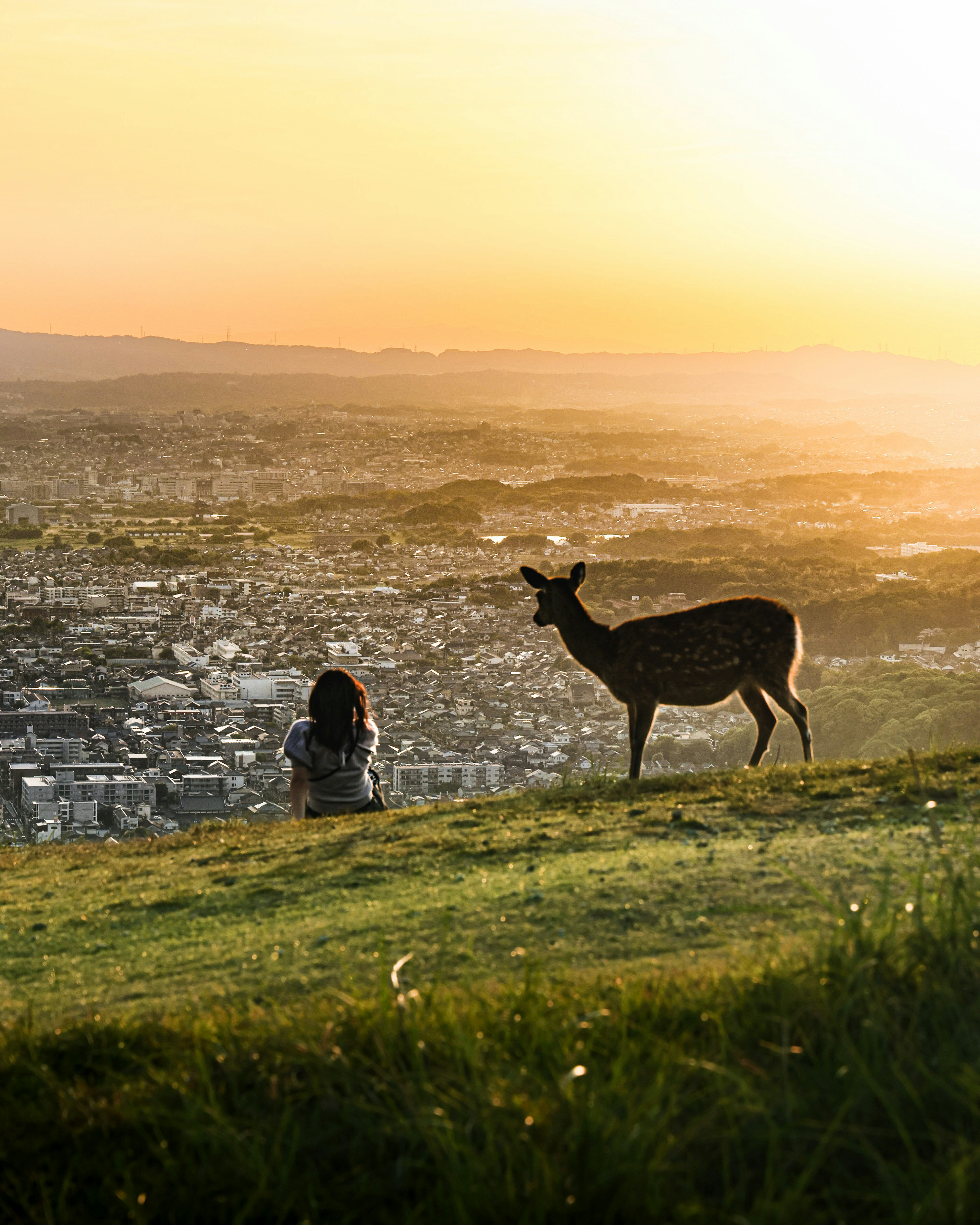 perro mirando la ciudad desde una colina al atardecer