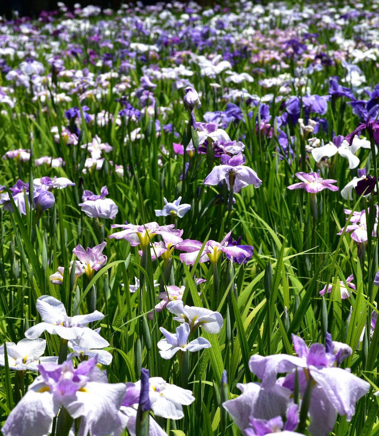 Vibrant field of blooming flowers in shades of purple and white