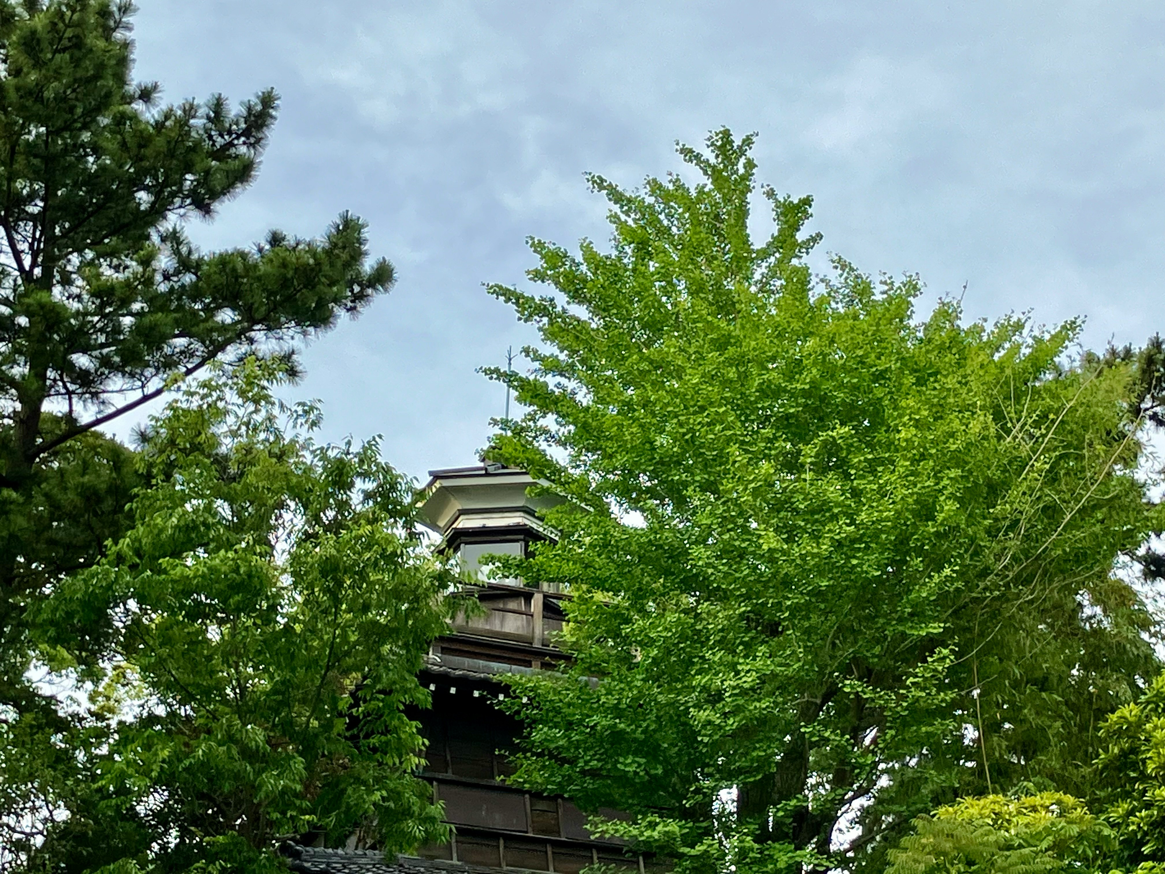 新緑の時期の灯明台がある神社の境内