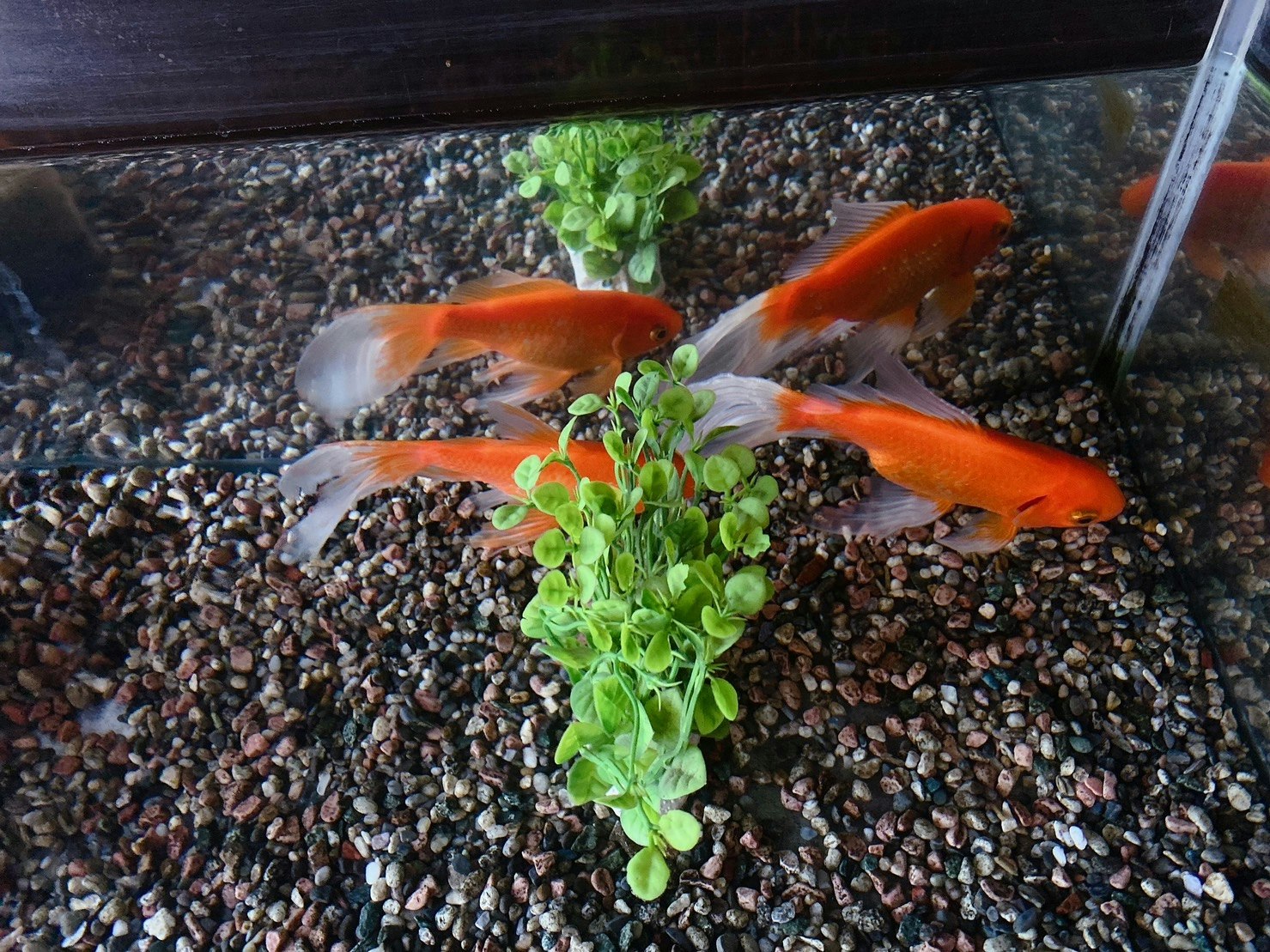 水族箱底部碎石上游動的金魚與水草