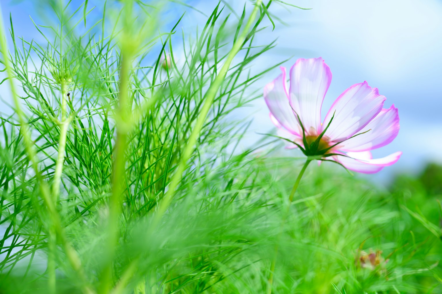 Flor de cosmos rosa floreciendo entre el follaje verde