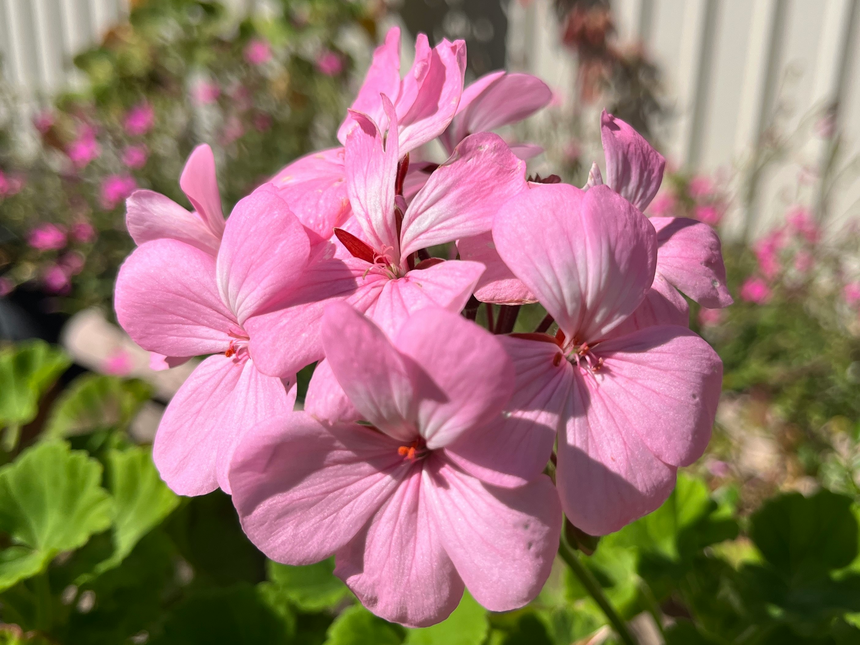 Pink geranium blossoms in a garden flowerbed