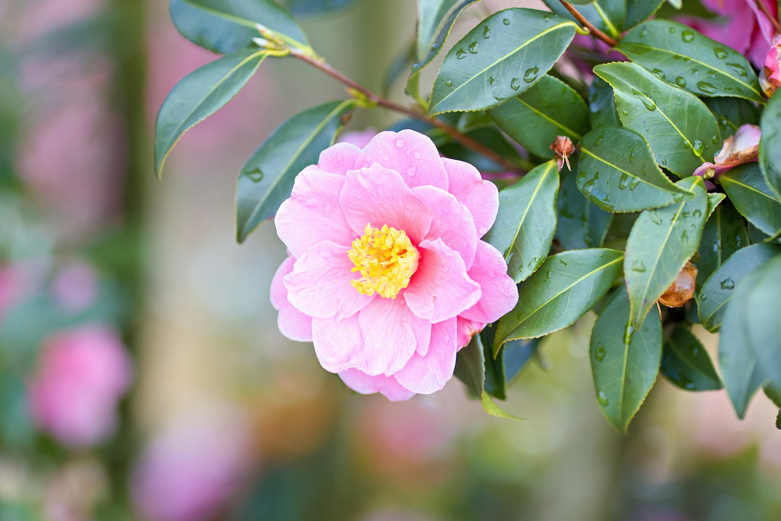 Cận cảnh hoa trà hồng xinh đẹp với lá xanh