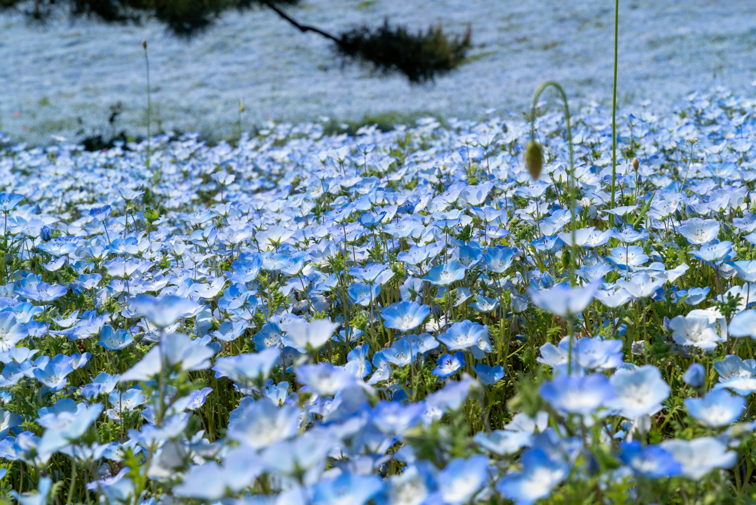 ทิวทัศน์สวยงามเต็มไปด้วยดอกไม้สีน้ำเงิน