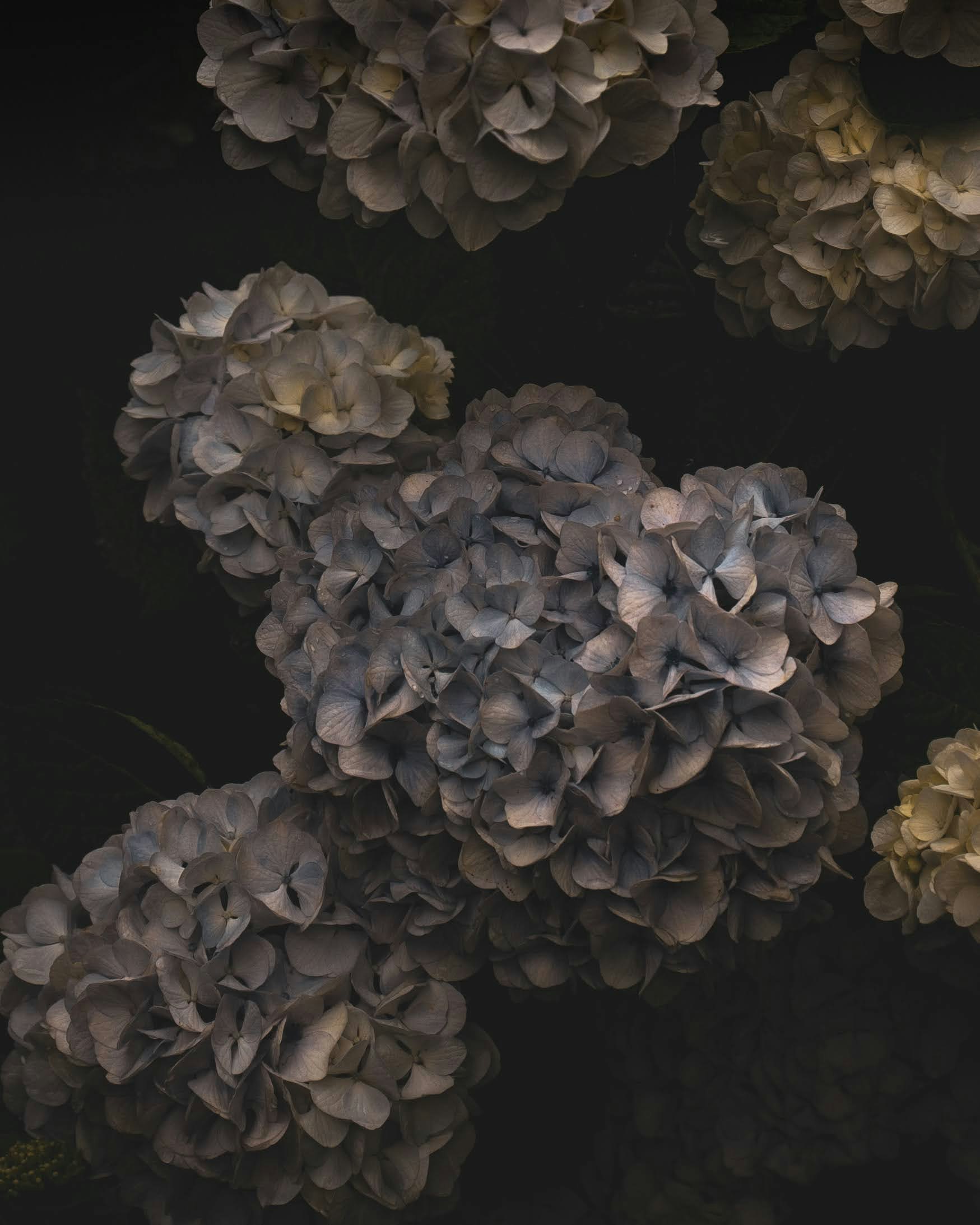 3D petal-like flower clusters on a dark background