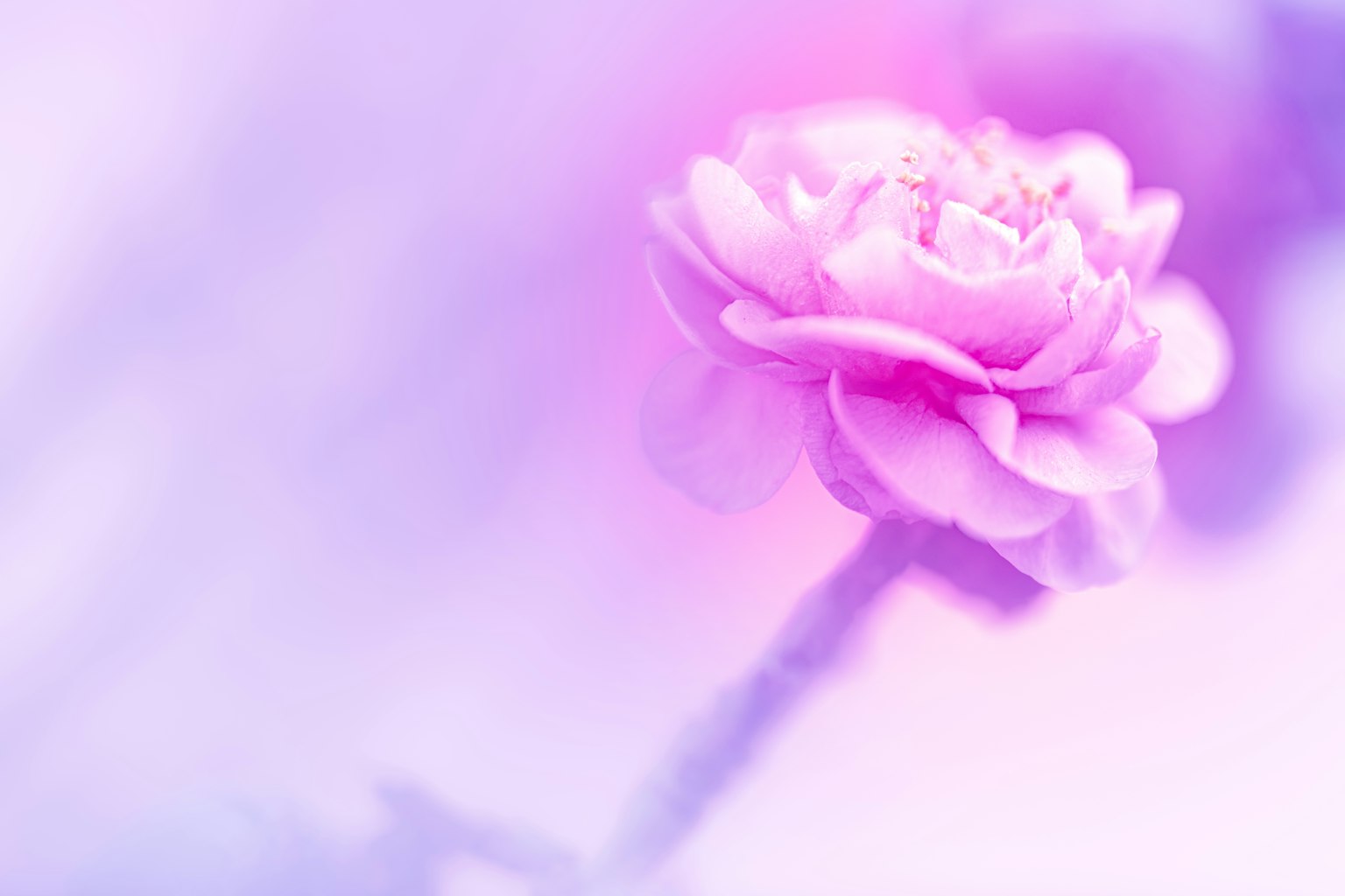 Gros plan d'une fleur rose sur un fond violet doux