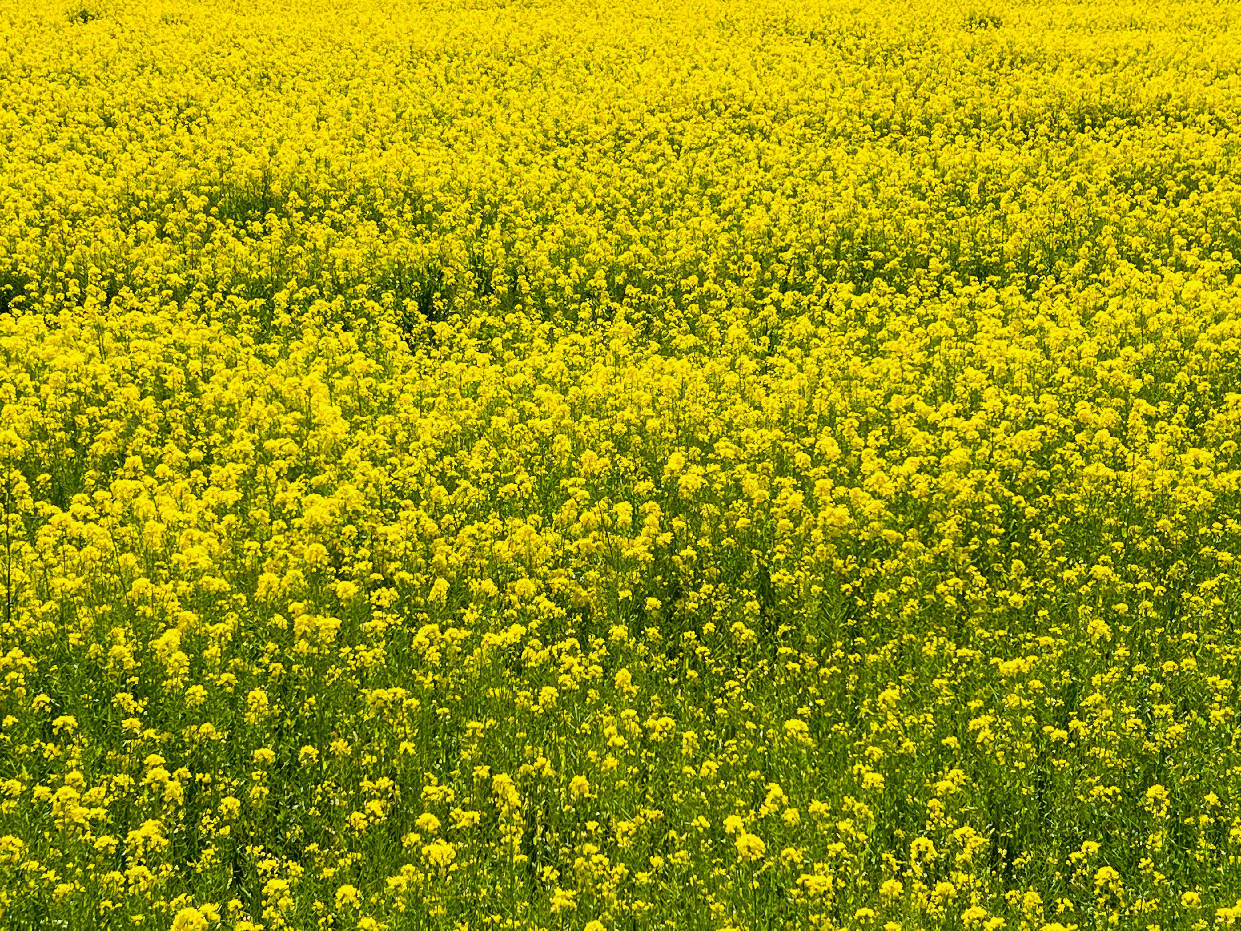 黄色い菜の花が広がる花畑の風景