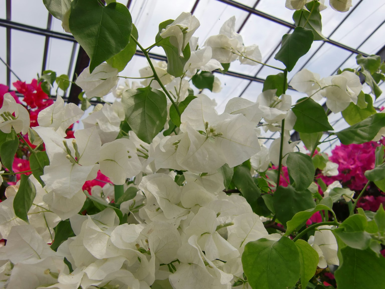 Primo piano di fiori bianchi di bougainvillea con foglie verdi