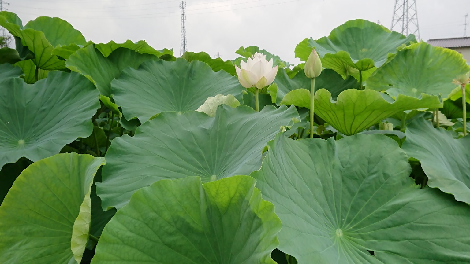 Un paysage avec de grandes feuilles de lotus vertes et une fleur de lotus blanche