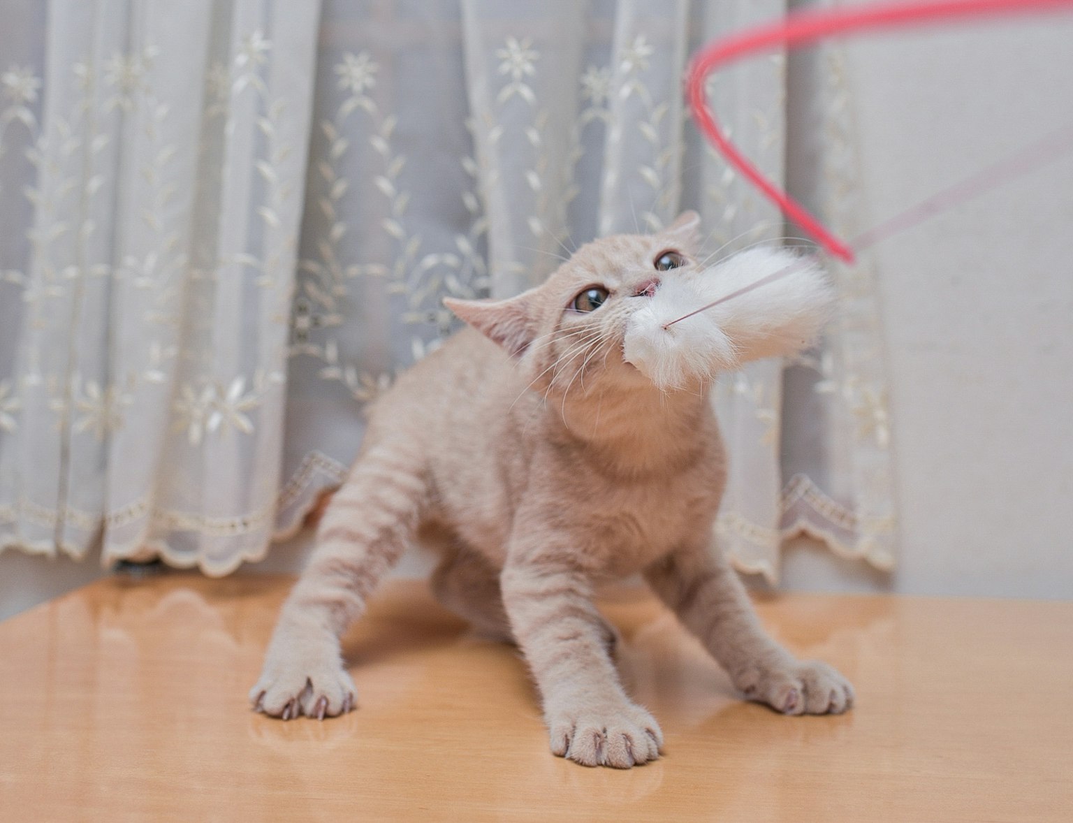 Un gatto che gioca con un filo rosso in un ambiente interno