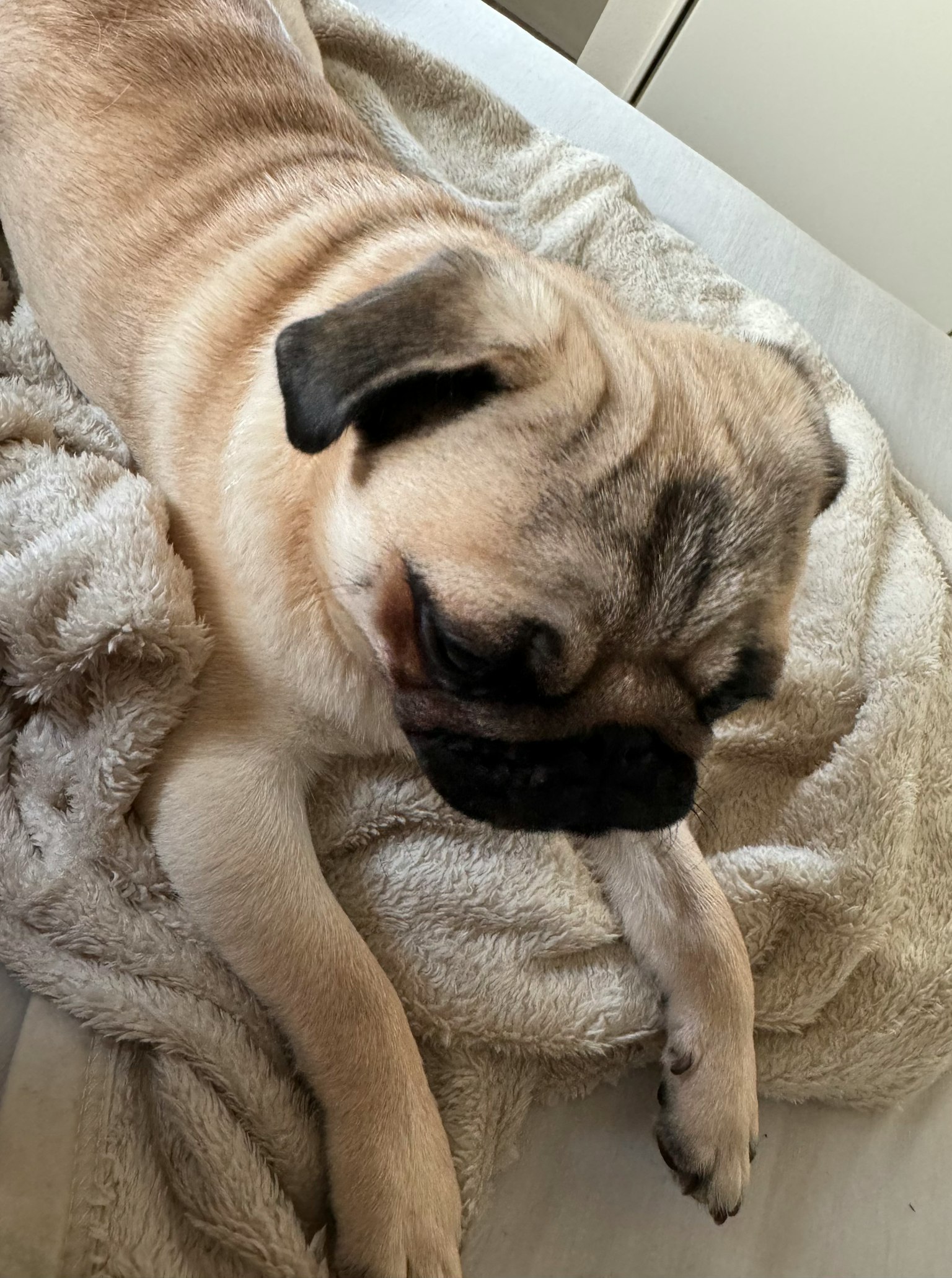 A beige pug relaxing on a soft blanket