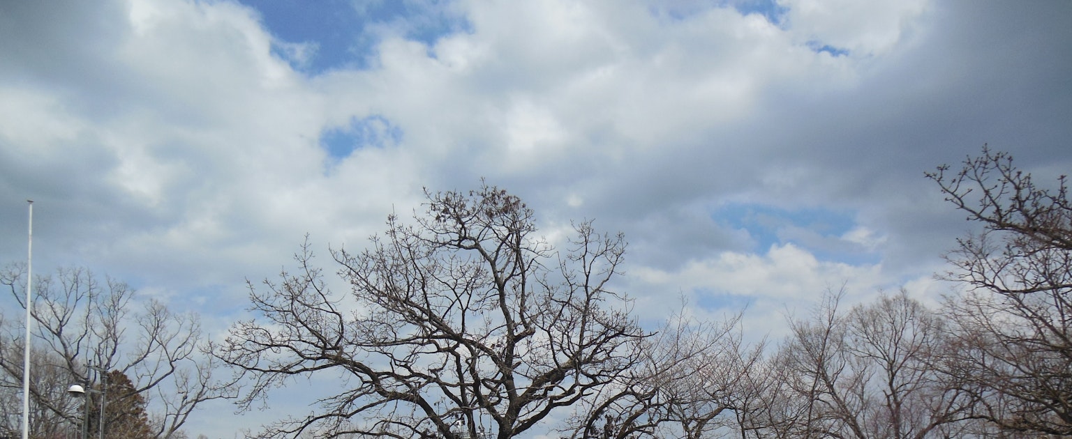Bare trees against a backdrop of blue sky and clouds