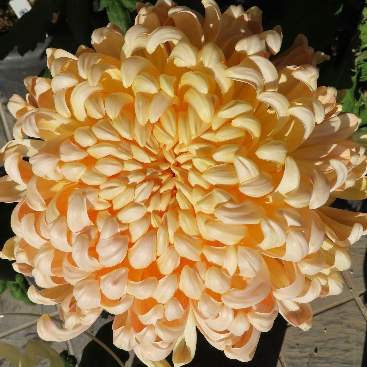 Acercamiento de una gran flor de crisantemo naranja