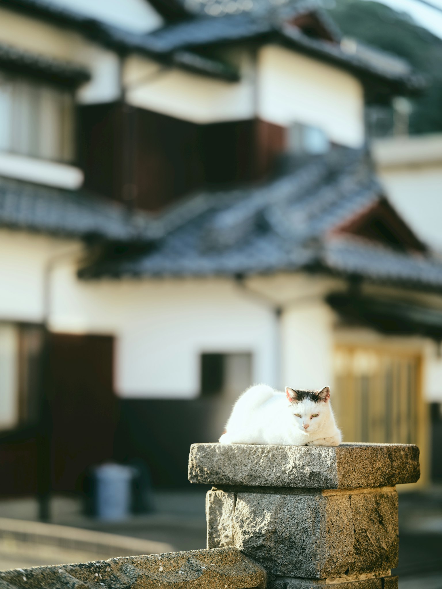 Un gato blanco sentado sobre una piedra con una casa japonesa tradicional de fondo