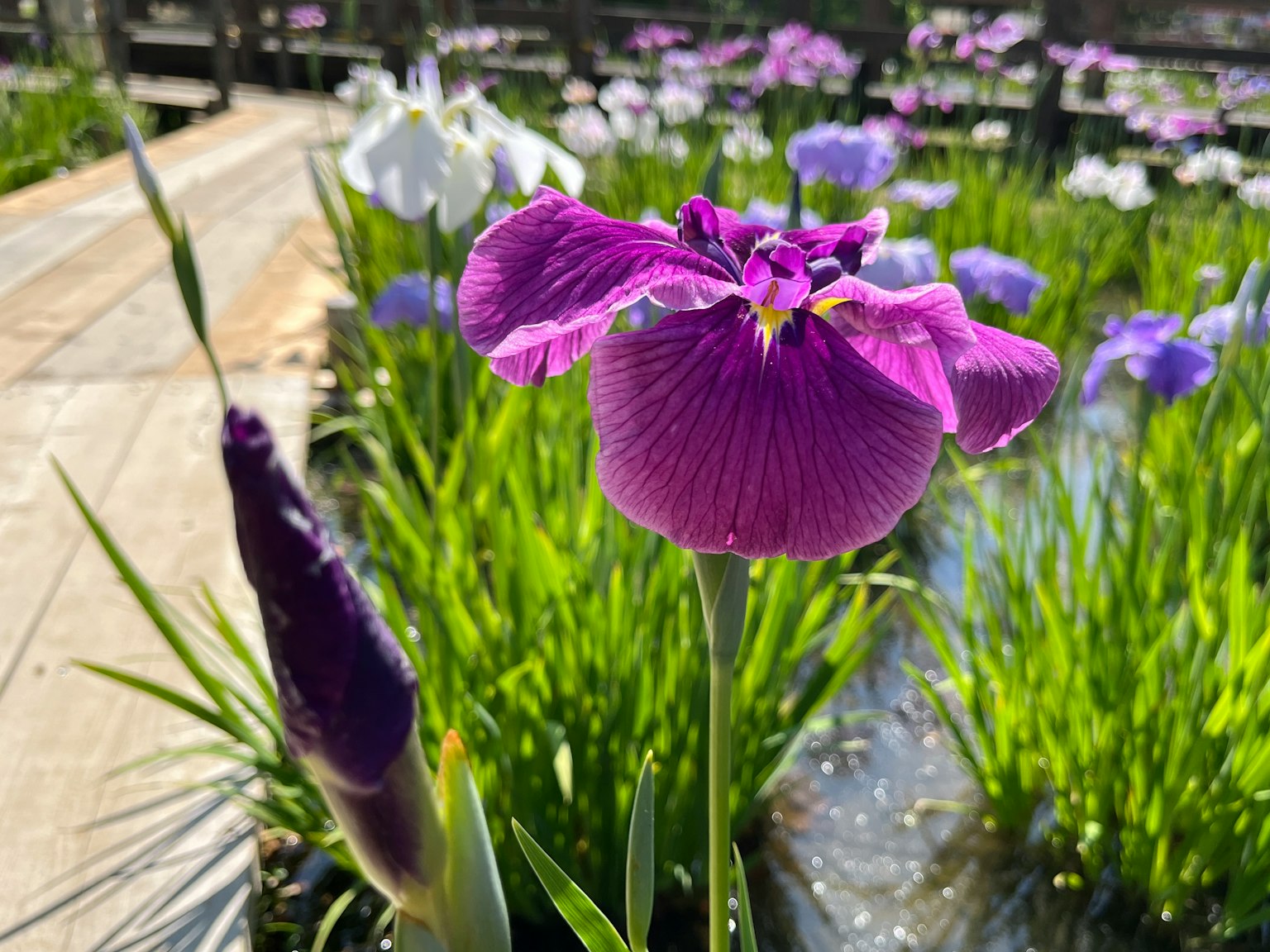 Acercamiento de una flor de iris púrpura en un estanque rodeado de hierba verde