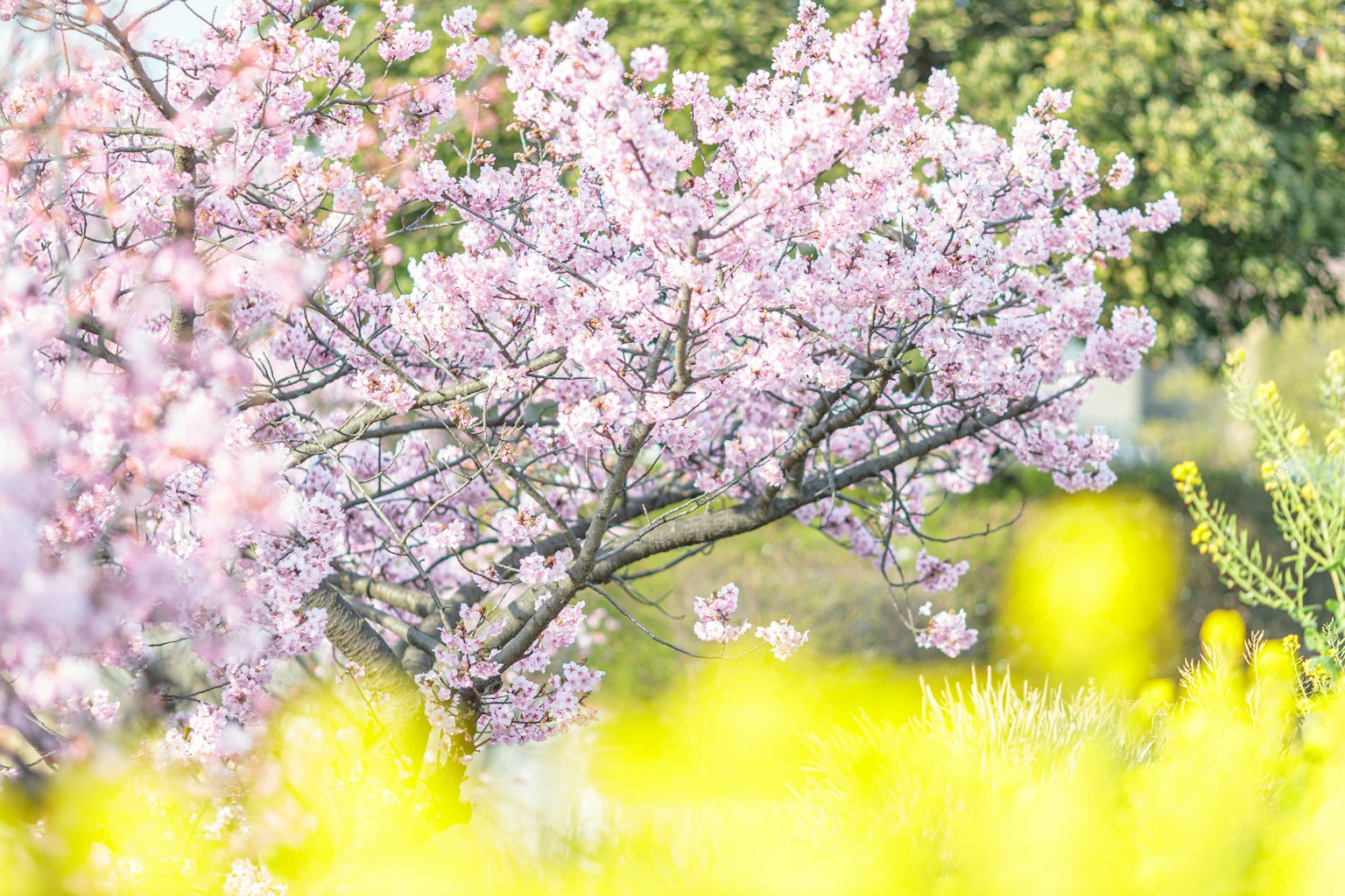 Un árbol de cerezo en flor con flores rosas y un campo de flores amarillas al fondo