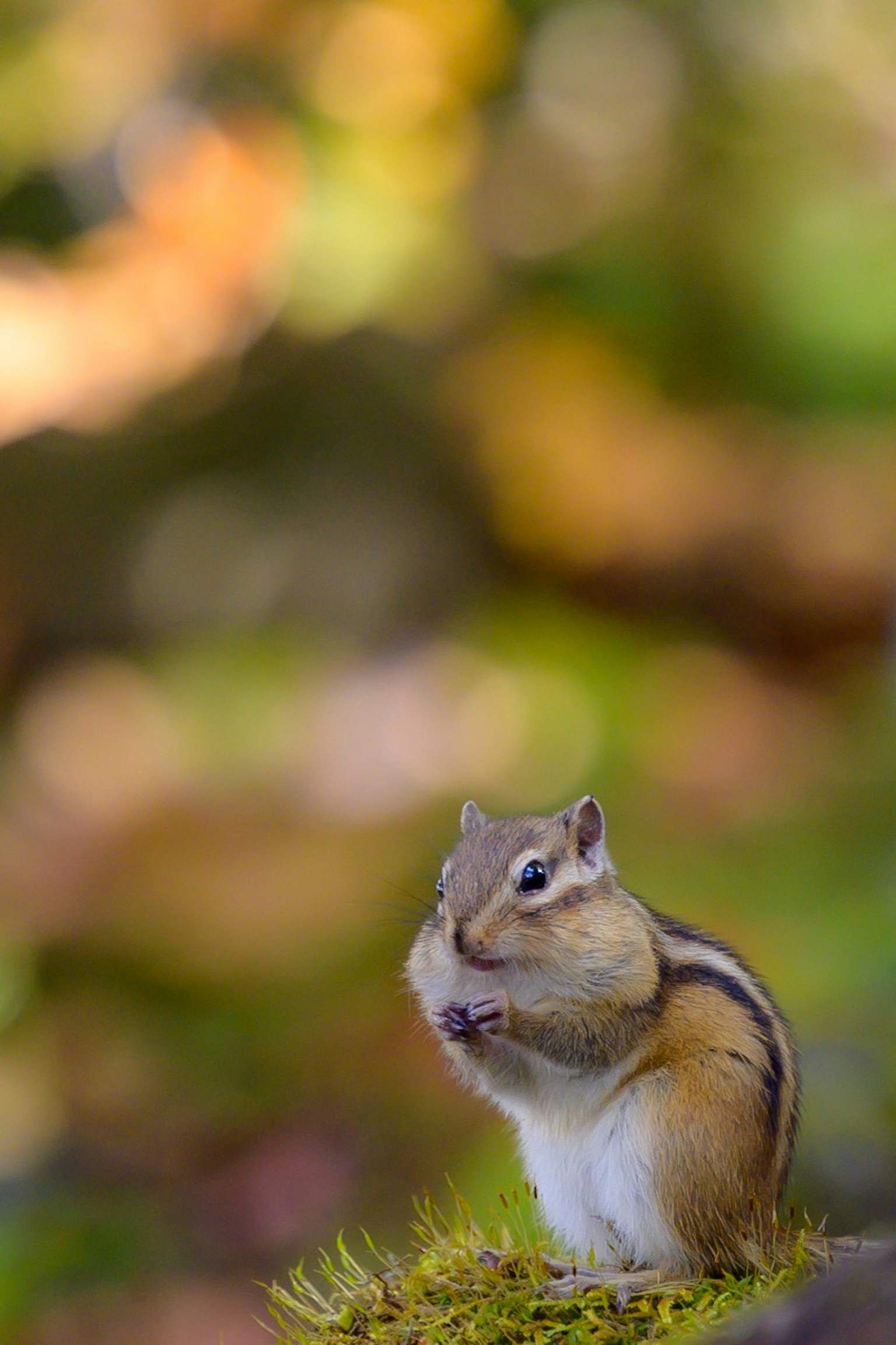 A small chipmunk sitting on green moss with a blurred colorful natural background
