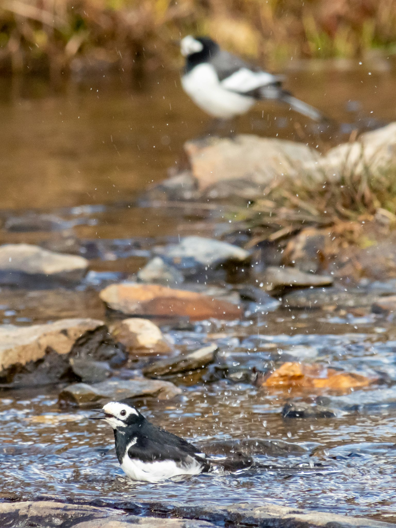 Zwei schwarz-weiße Vögel spielen am Wasser mit Spritzern
