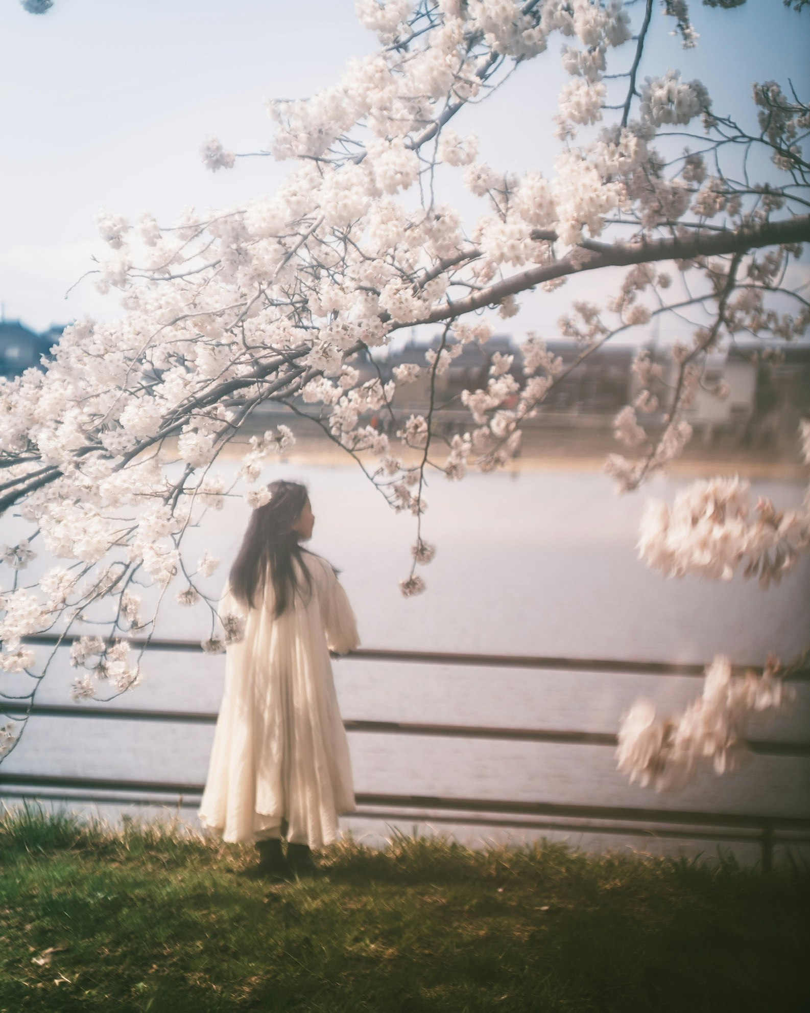 桜の枝の下で佇む女性の後ろ姿