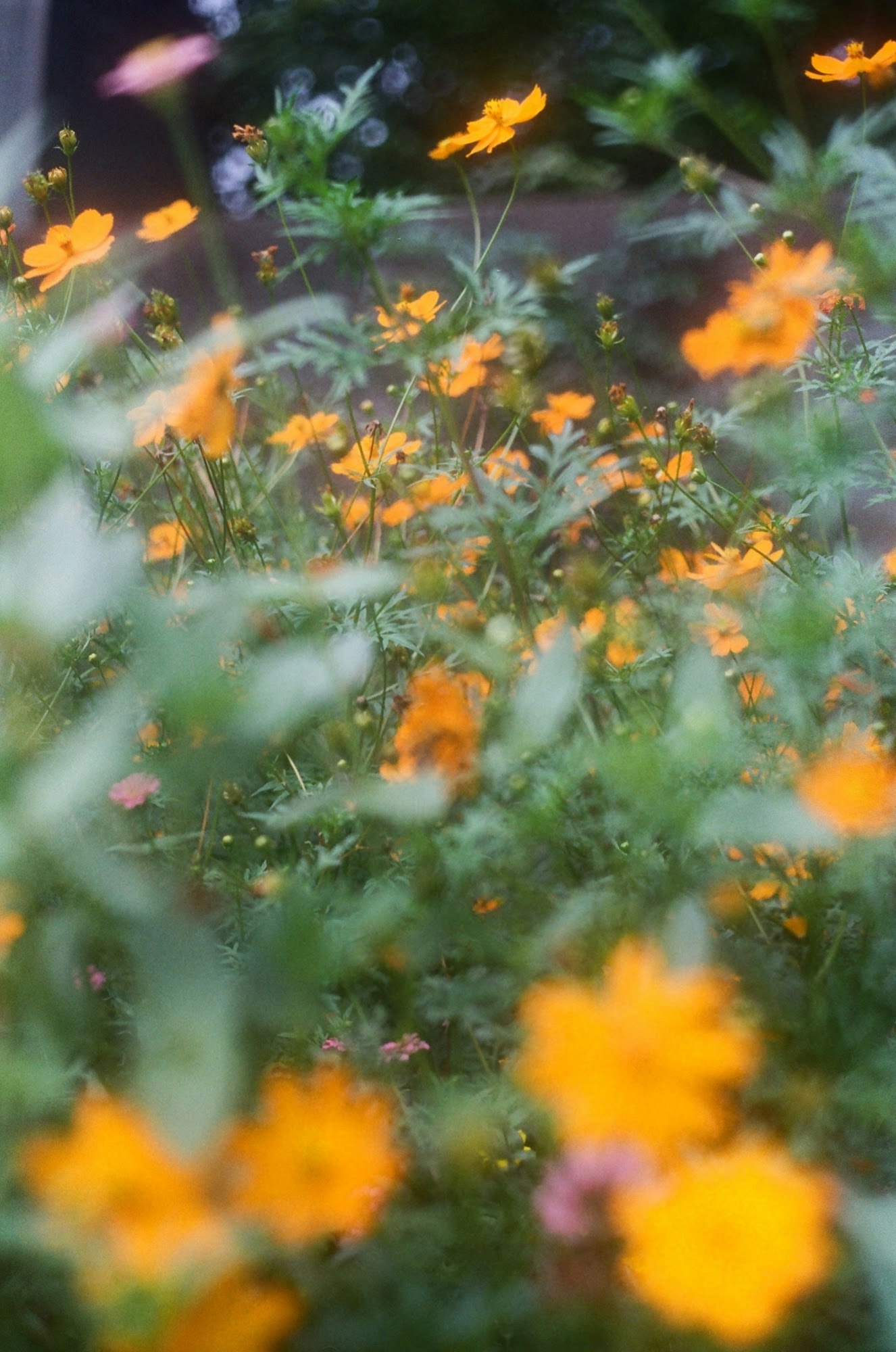 オレンジの花が咲く草花畑のボケた風景