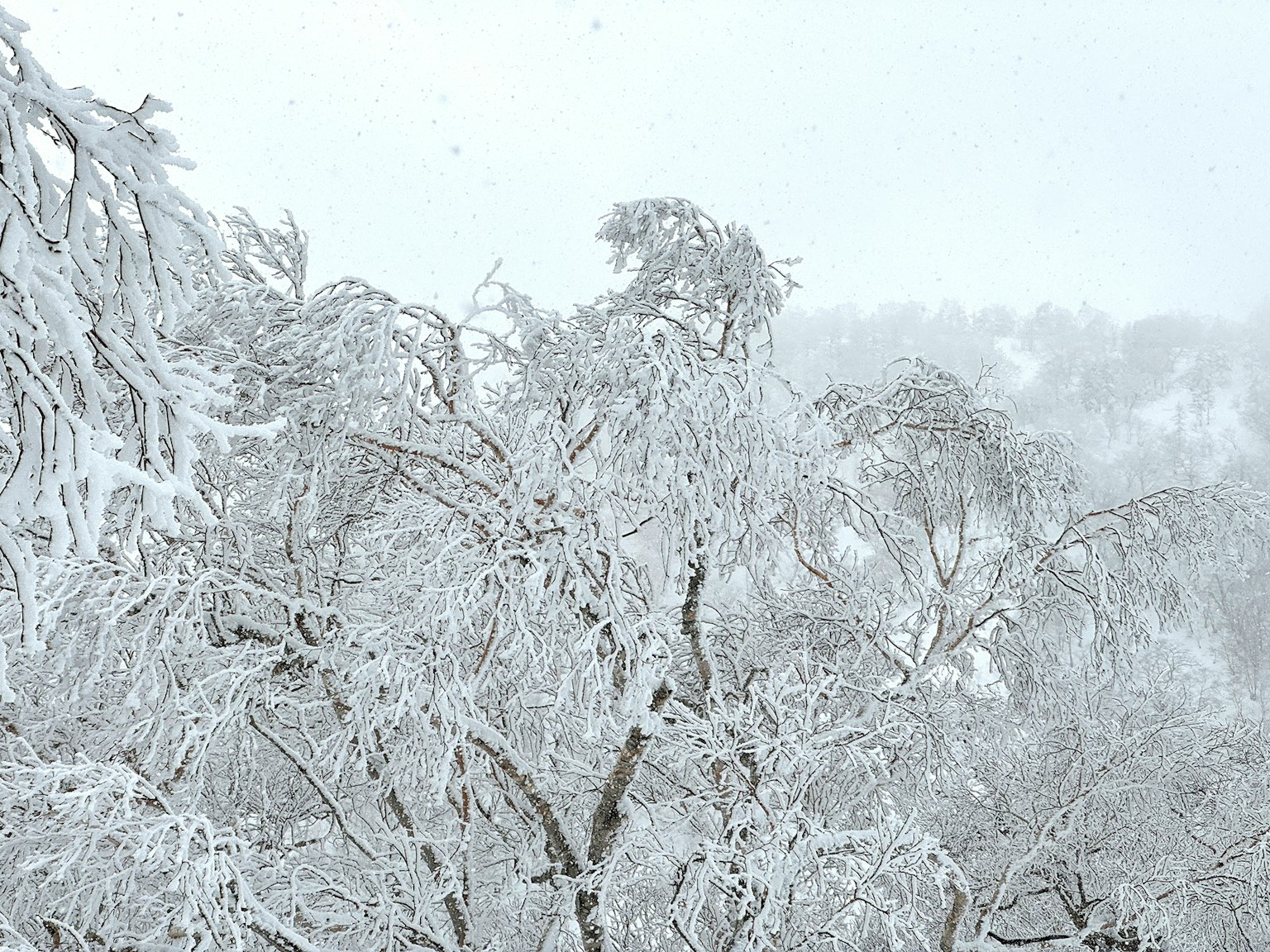Trees covered in snow amidst a foggy landscape