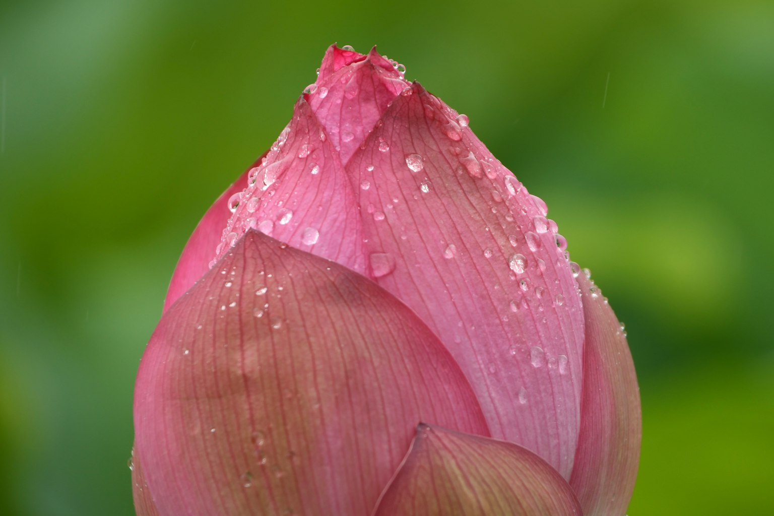 Capullo de loto rosa con gotas de agua sobre un fondo verde