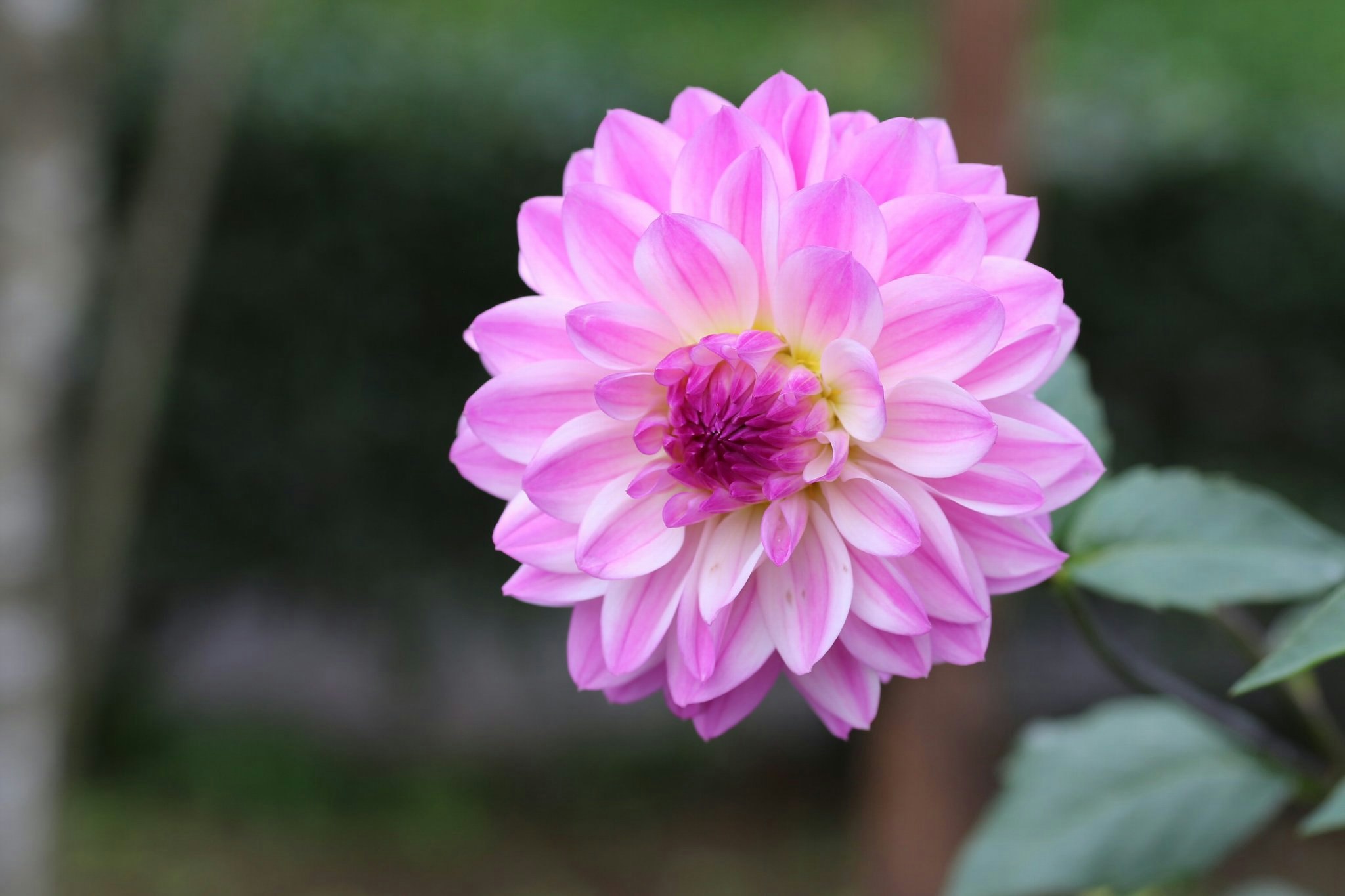 ดอกดาเลียสีชมพูในกระถาง ถ่ายแบบใกล้ชิด