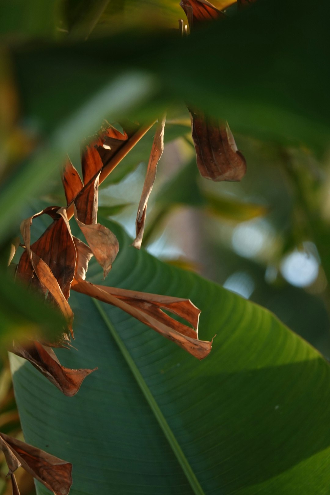 cận cảnh hoa và quả khô trên lá chuối trong bóng râm