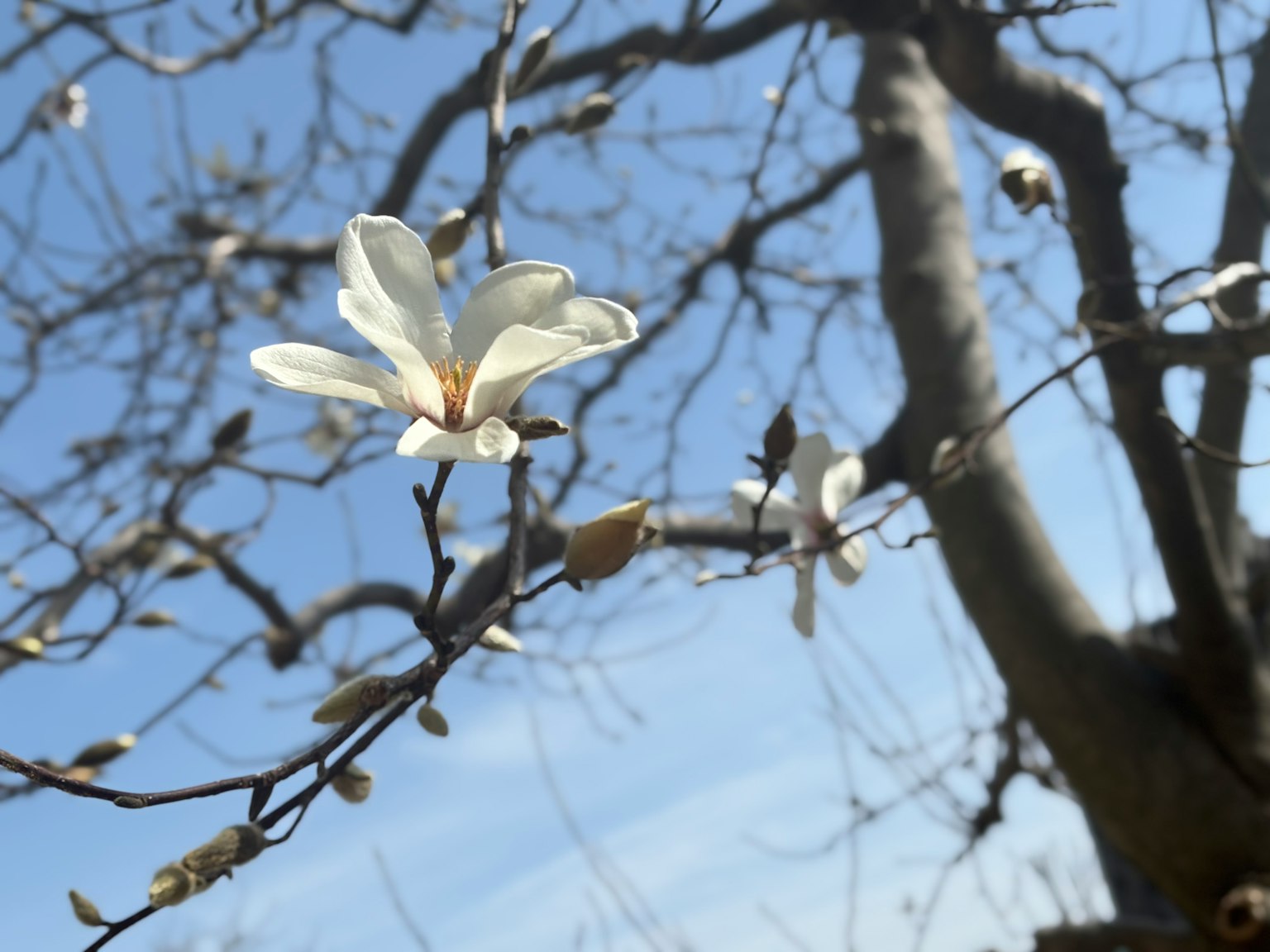 Primo piano di un fiore bianco che sboccia su un ramo spoglio contro un cielo blu