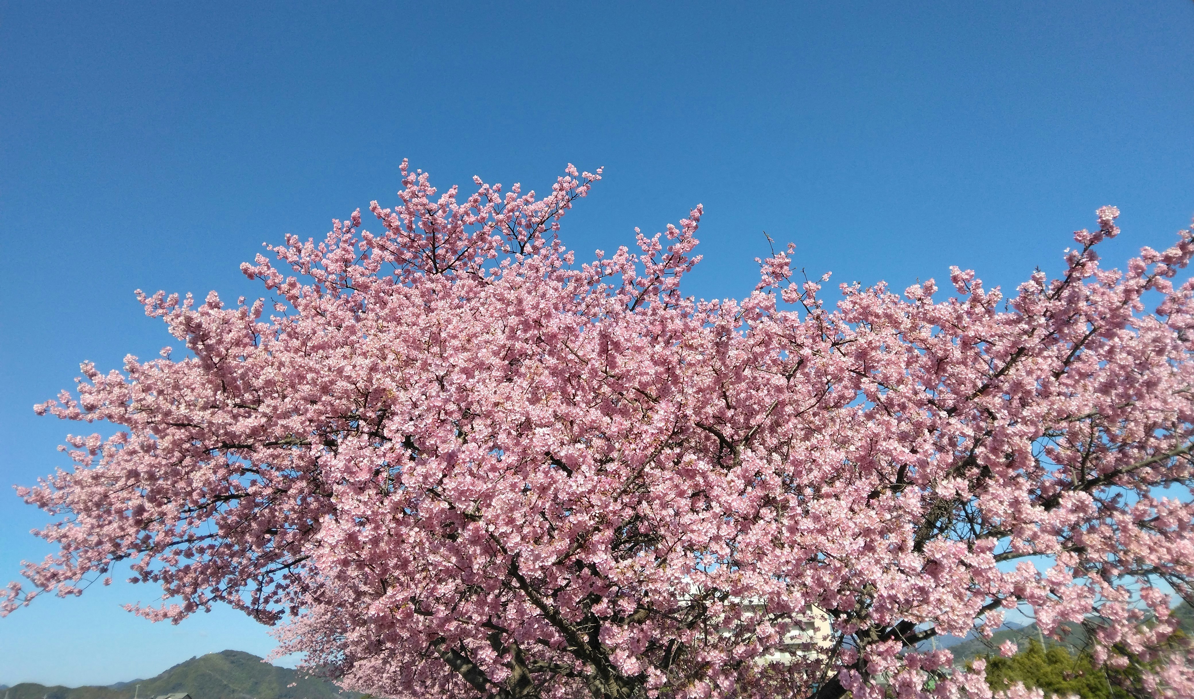 fiori di ciliegio rosa contro un cielo blu terso