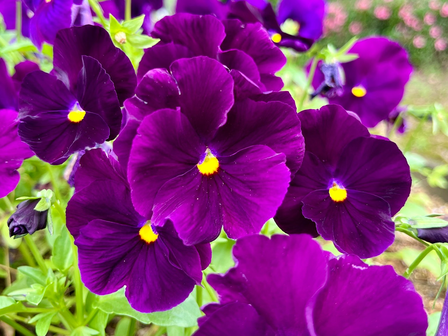 Bunga pansy ungu cerah sedang mekar