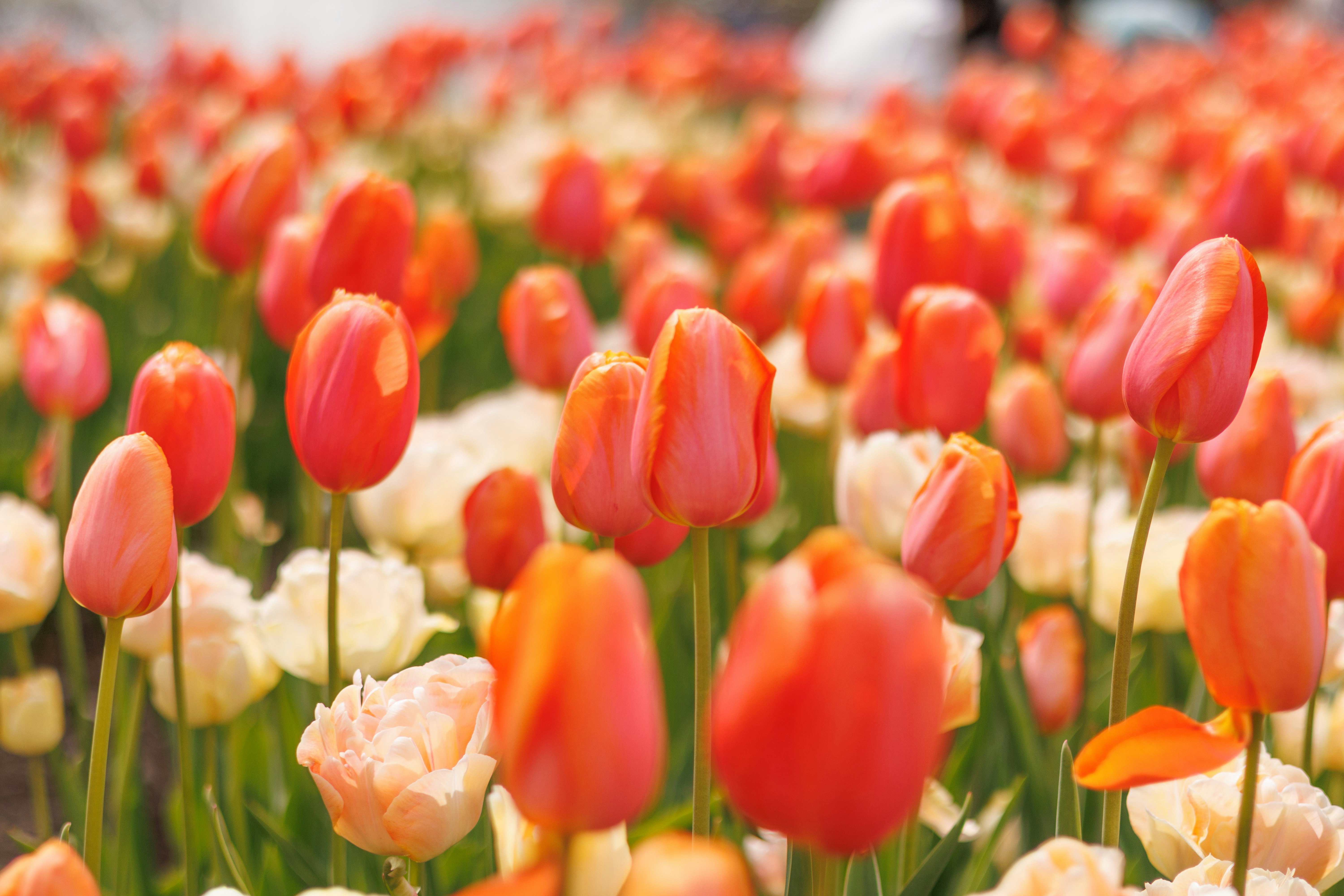色とりどりのチューリップが咲く花畑