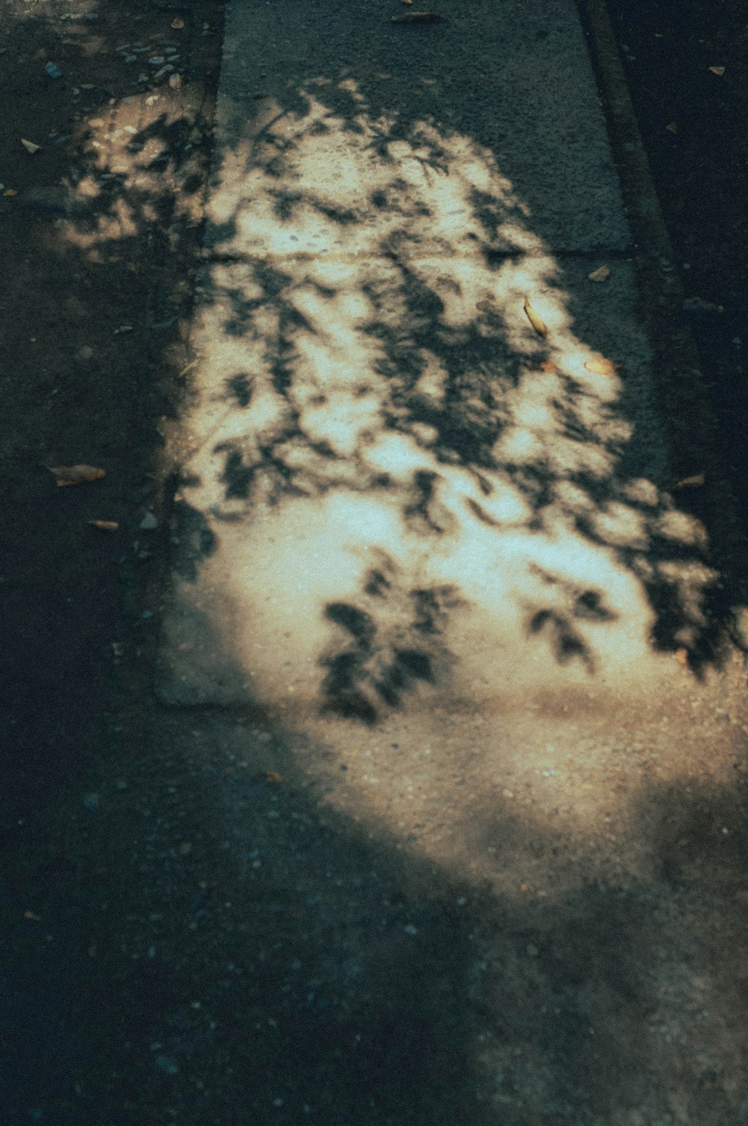 Motivo di ombre di foglie su un marciapiede