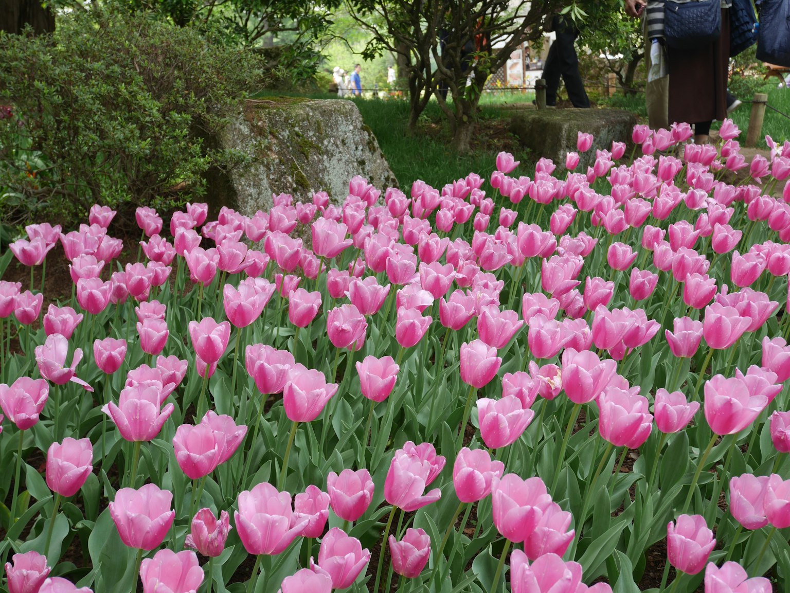 Ein Garten voller blühender rosa Tulpen