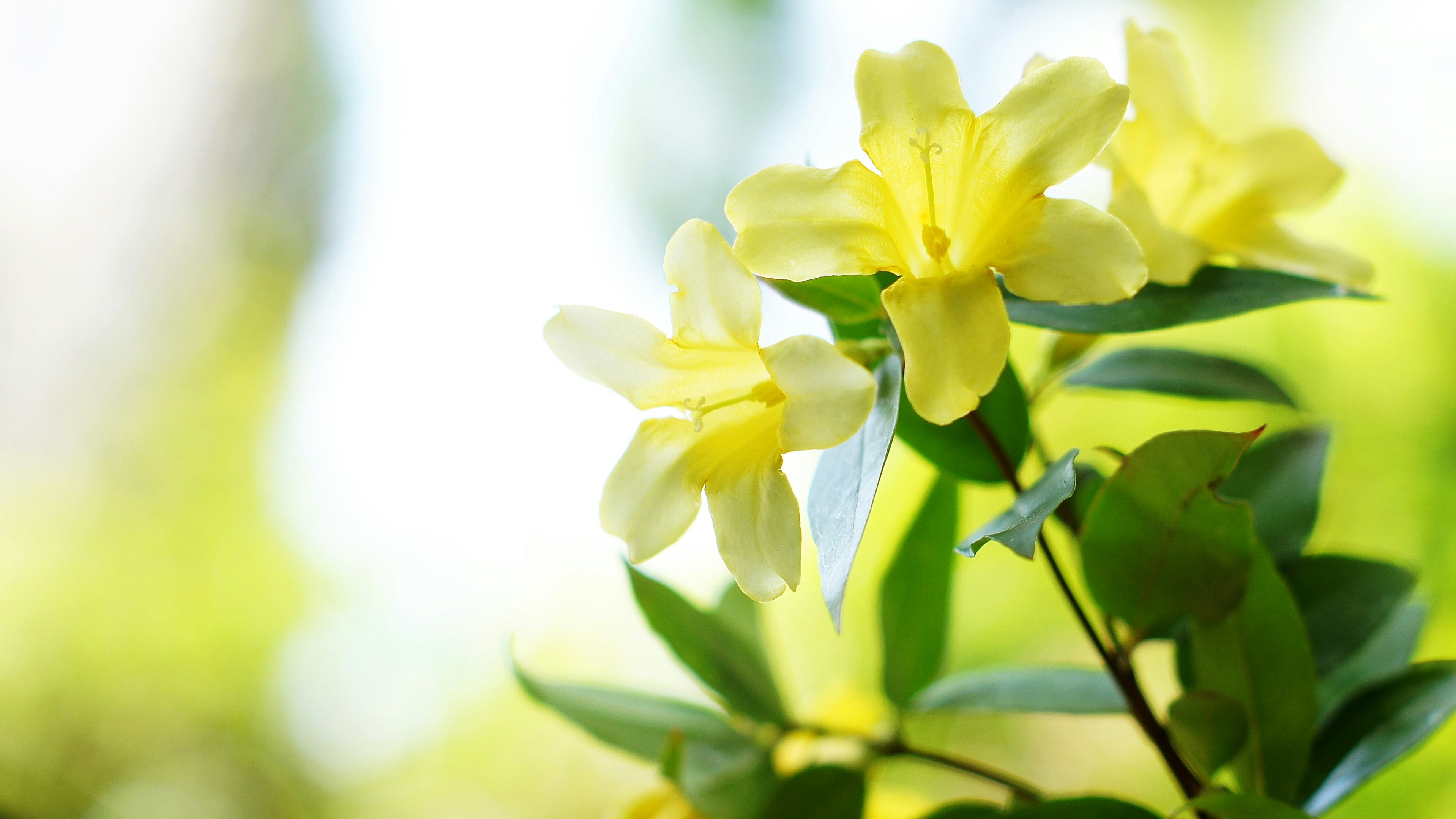 黄色卡罗莱纳茉莉花与芬芳氛围