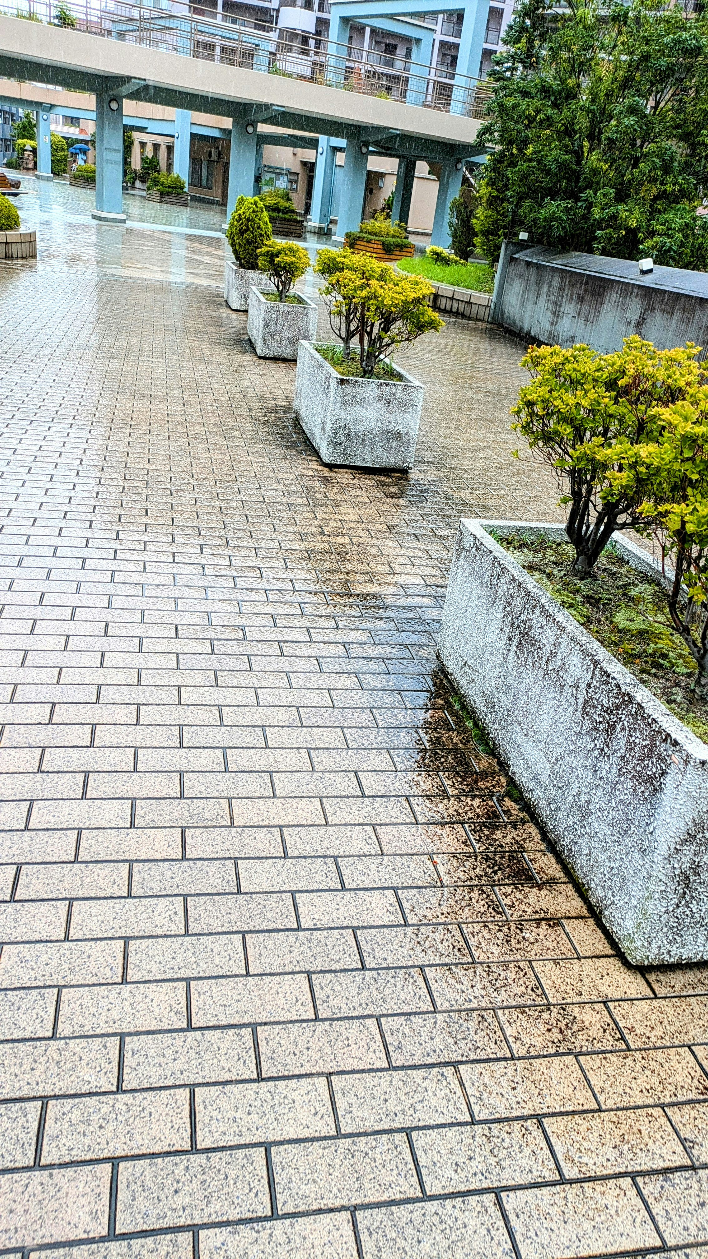 雨天濕潤的廣場石磚與行道樹