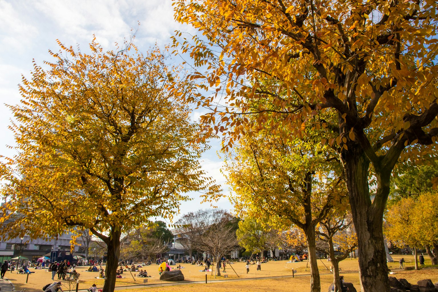 Scena autunnale di un parco con alberi dalle foglie gialle e cielo blu