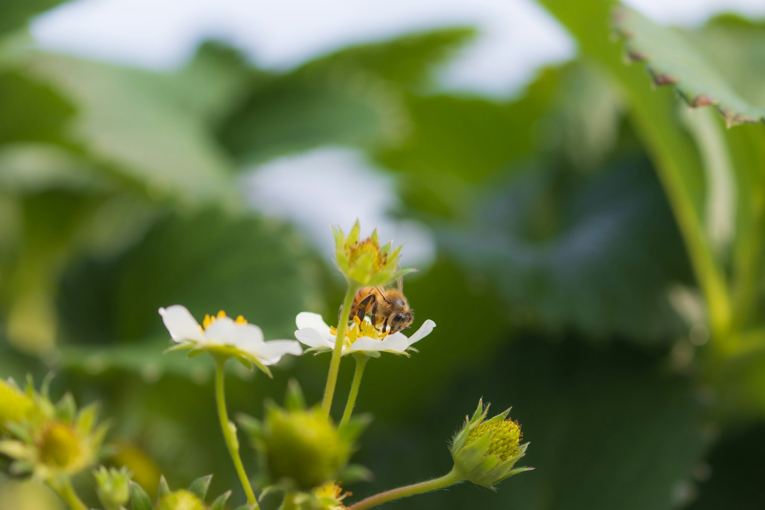 Ape su un fiore di fragola con sfondo verde