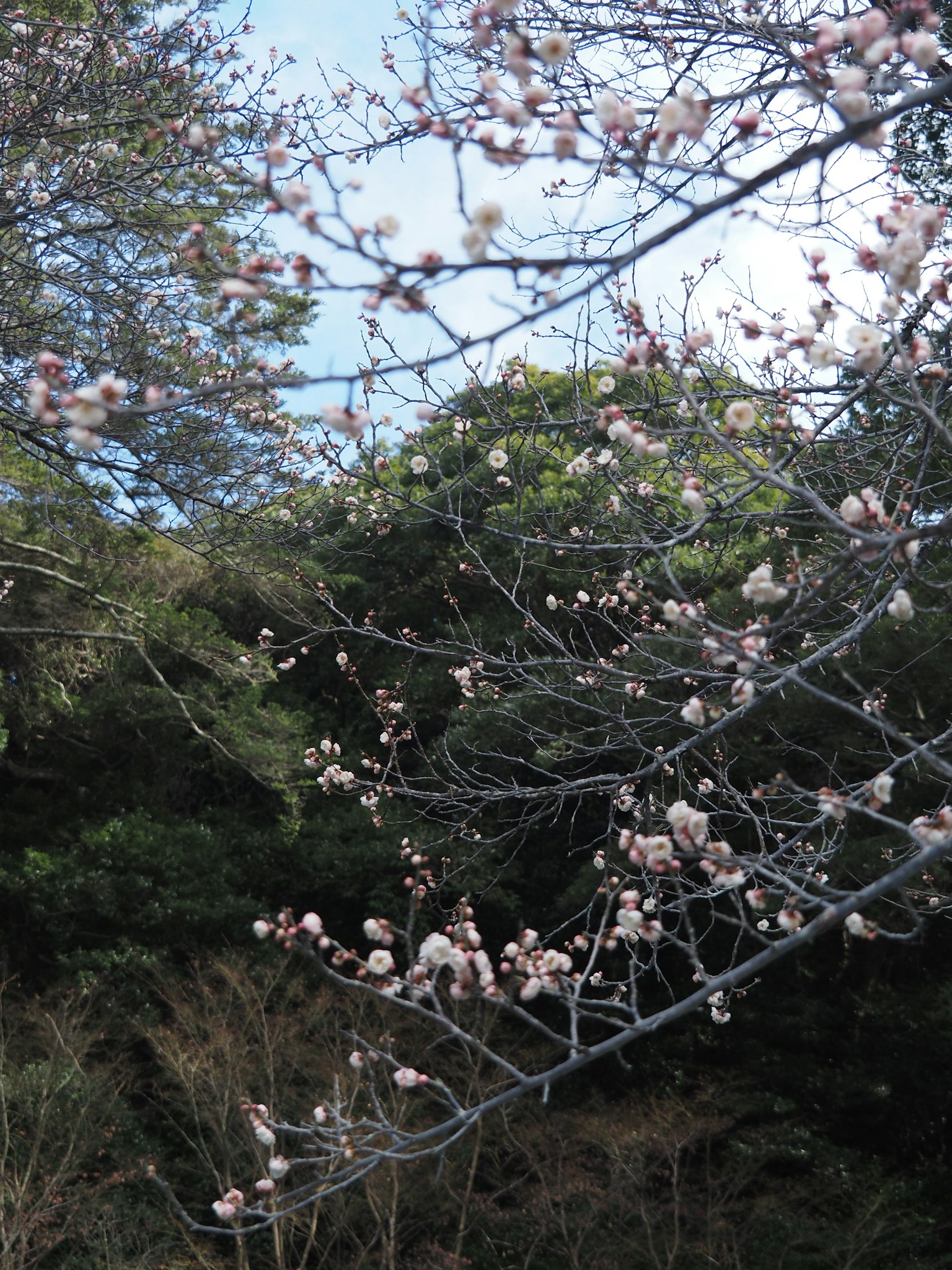 Zarte rosa Blüten vor einem Hintergrund von üppigem grünem Laub unter einem blauen Himmel