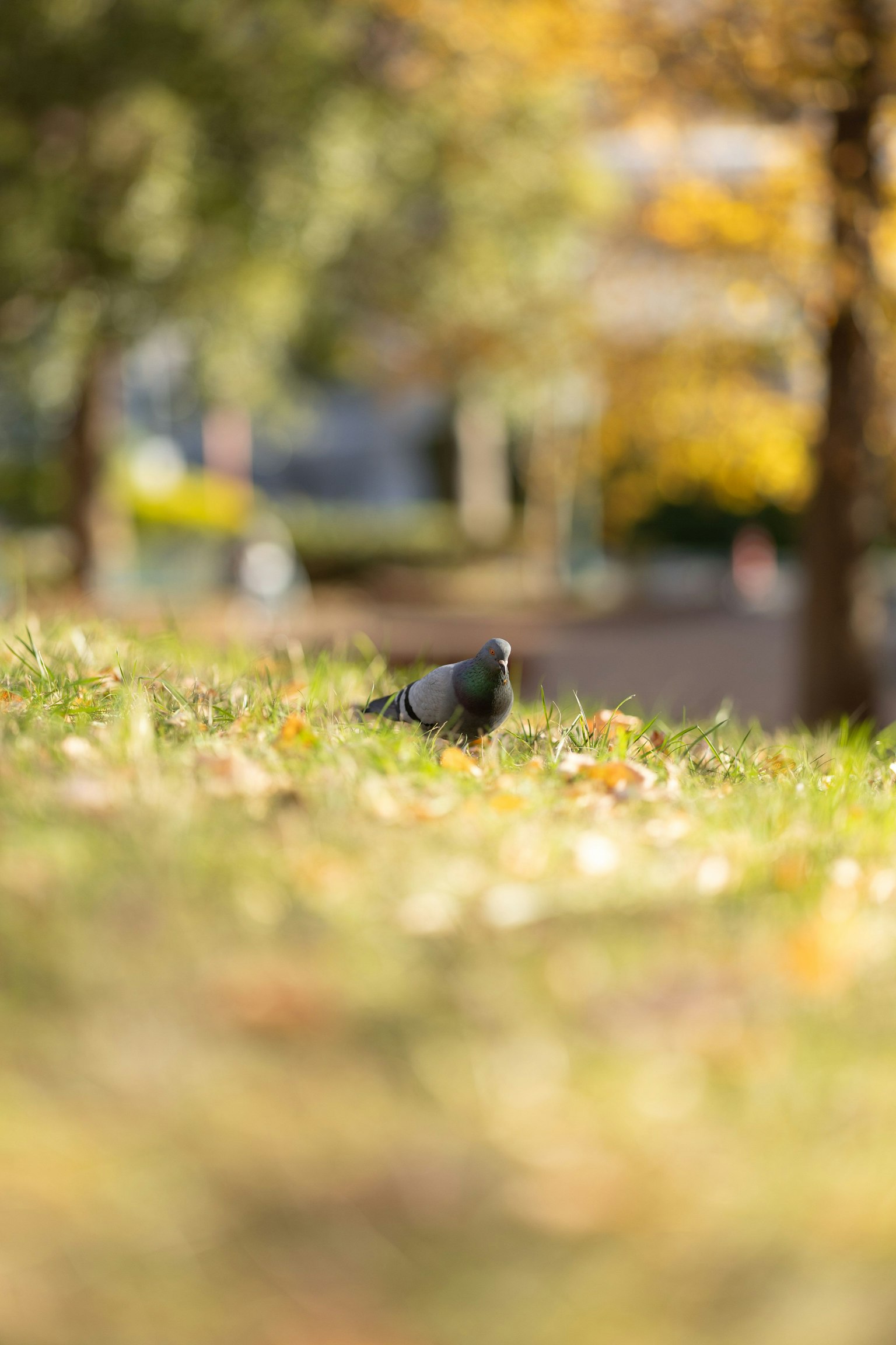 Eine Taube auf gefallenen Blättern in einem Park