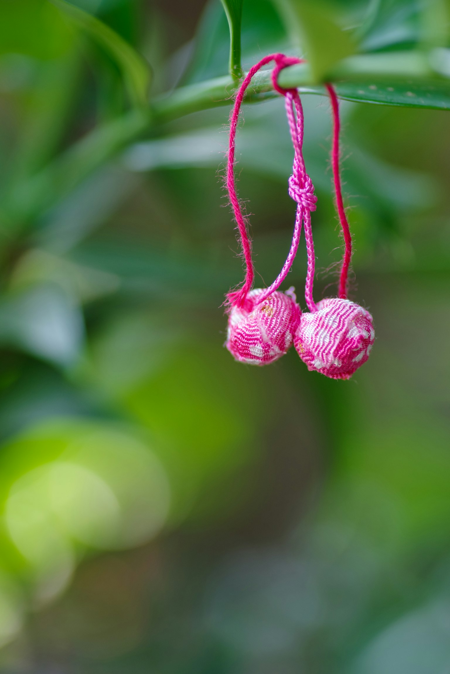 Deux fruits roses suspendus entre des feuilles vertes